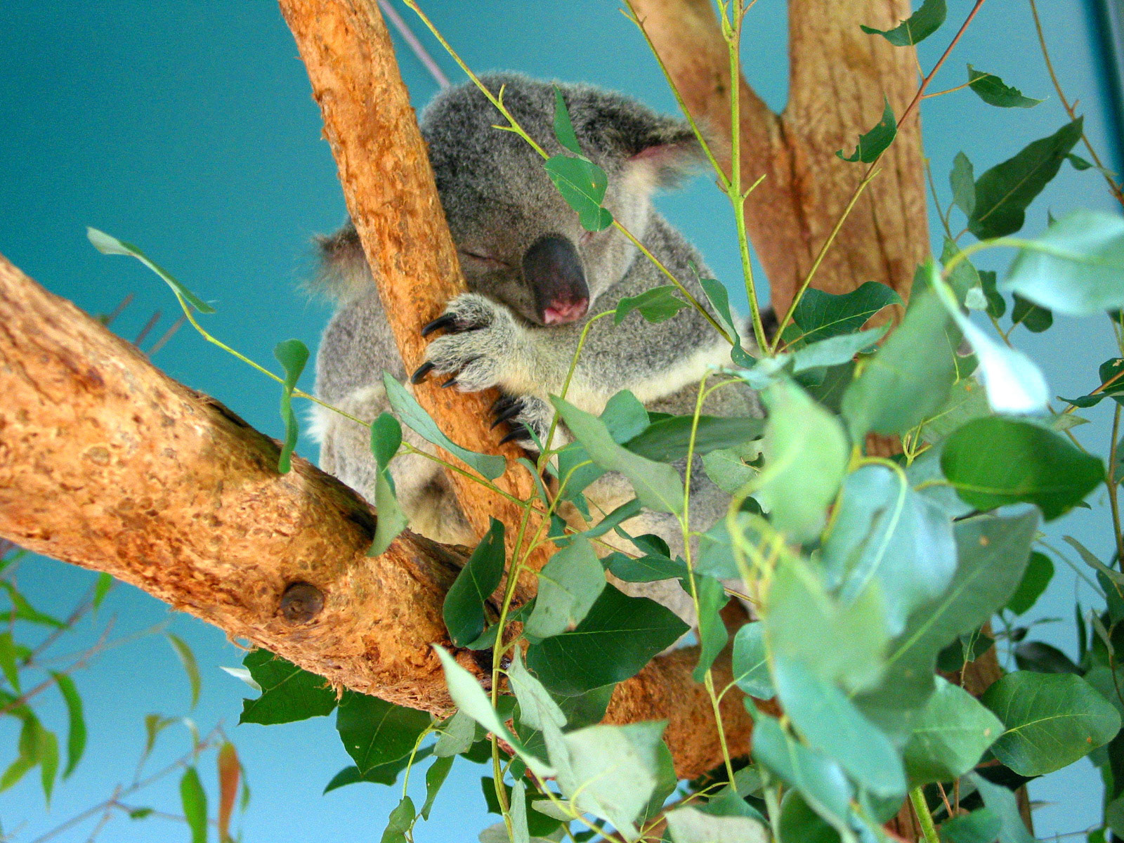 Sleeping koala