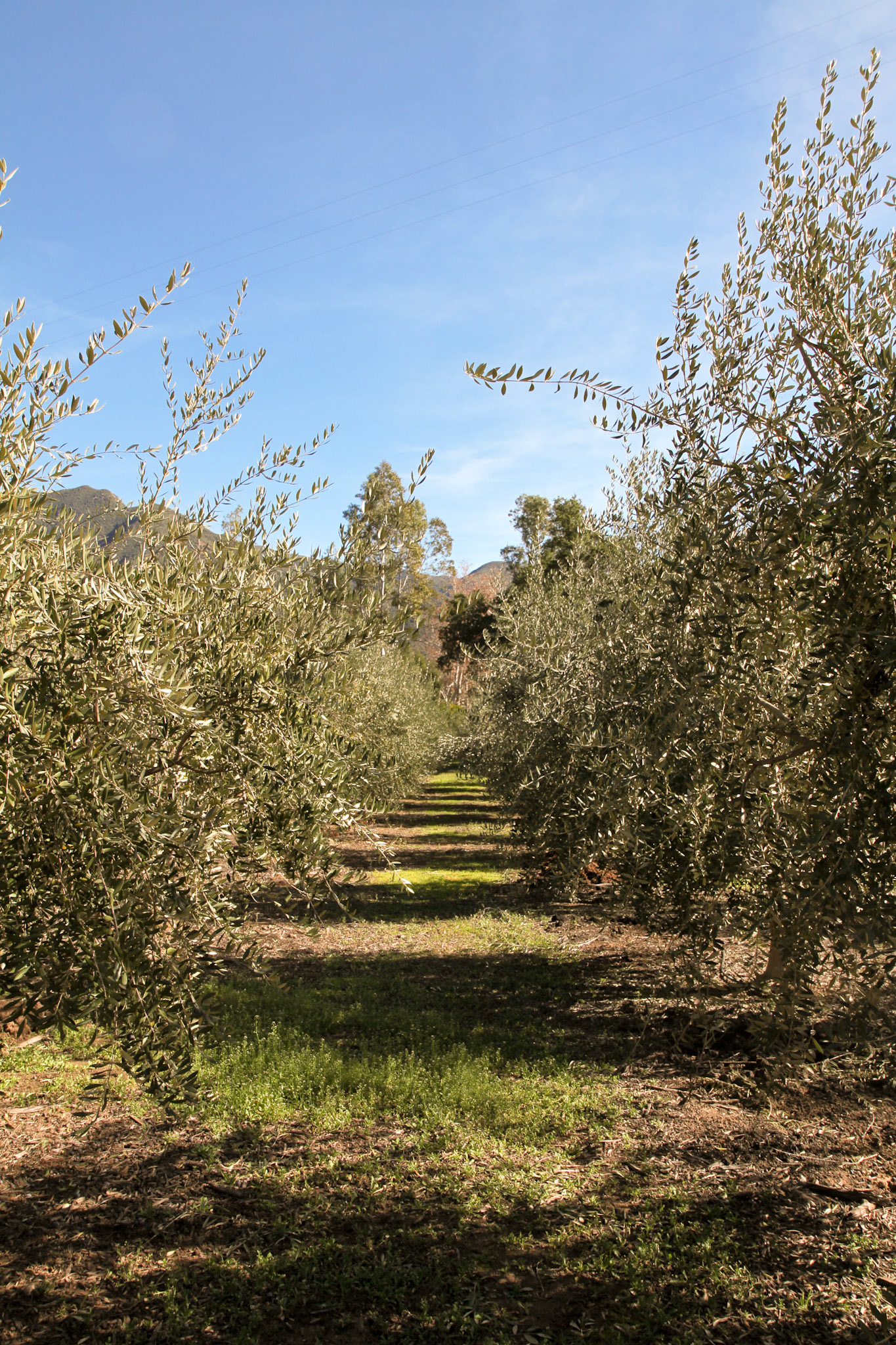 Olive tree orchard