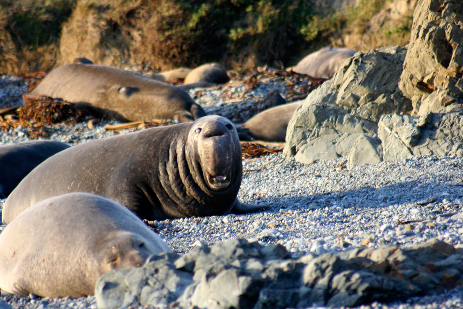 A male elephant seal