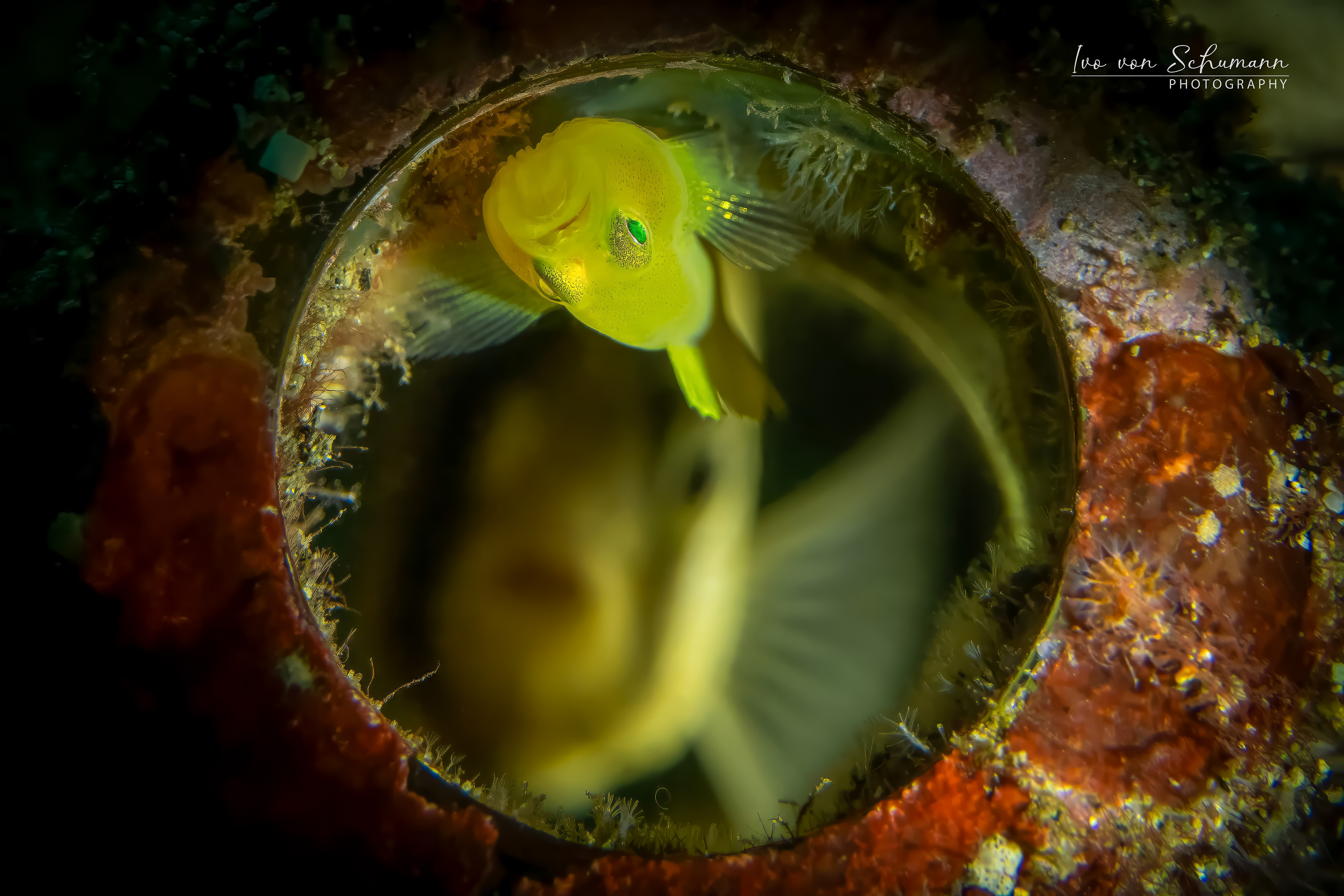 Zwei gelbe Grundeln in einer im Meer liegenden, bewachsenen Glasflasche.