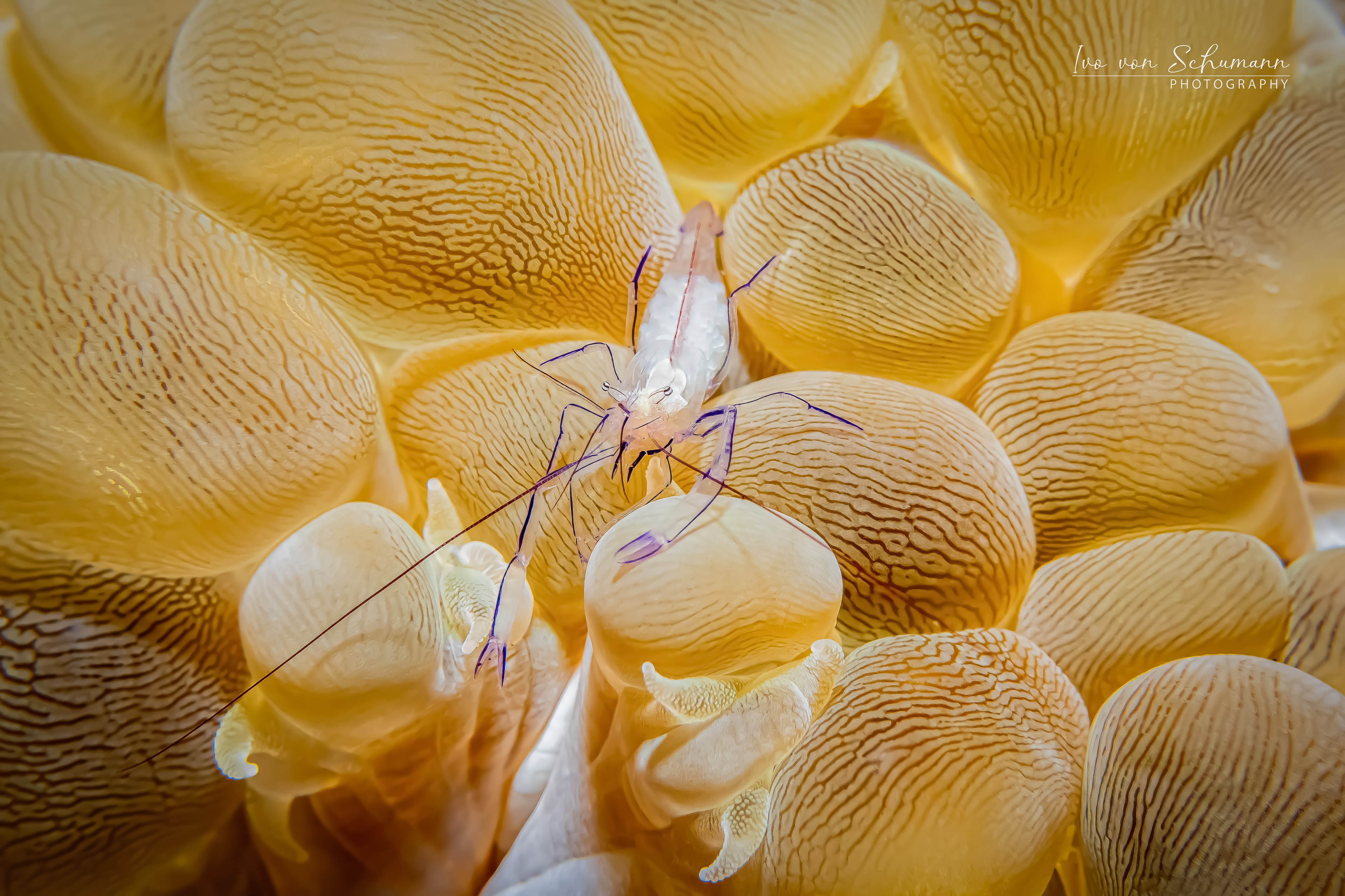 Makro-Porträt einer transparenten Anemonengarnele Periclimenes mit Eiern im Körper auf einer Anemone.