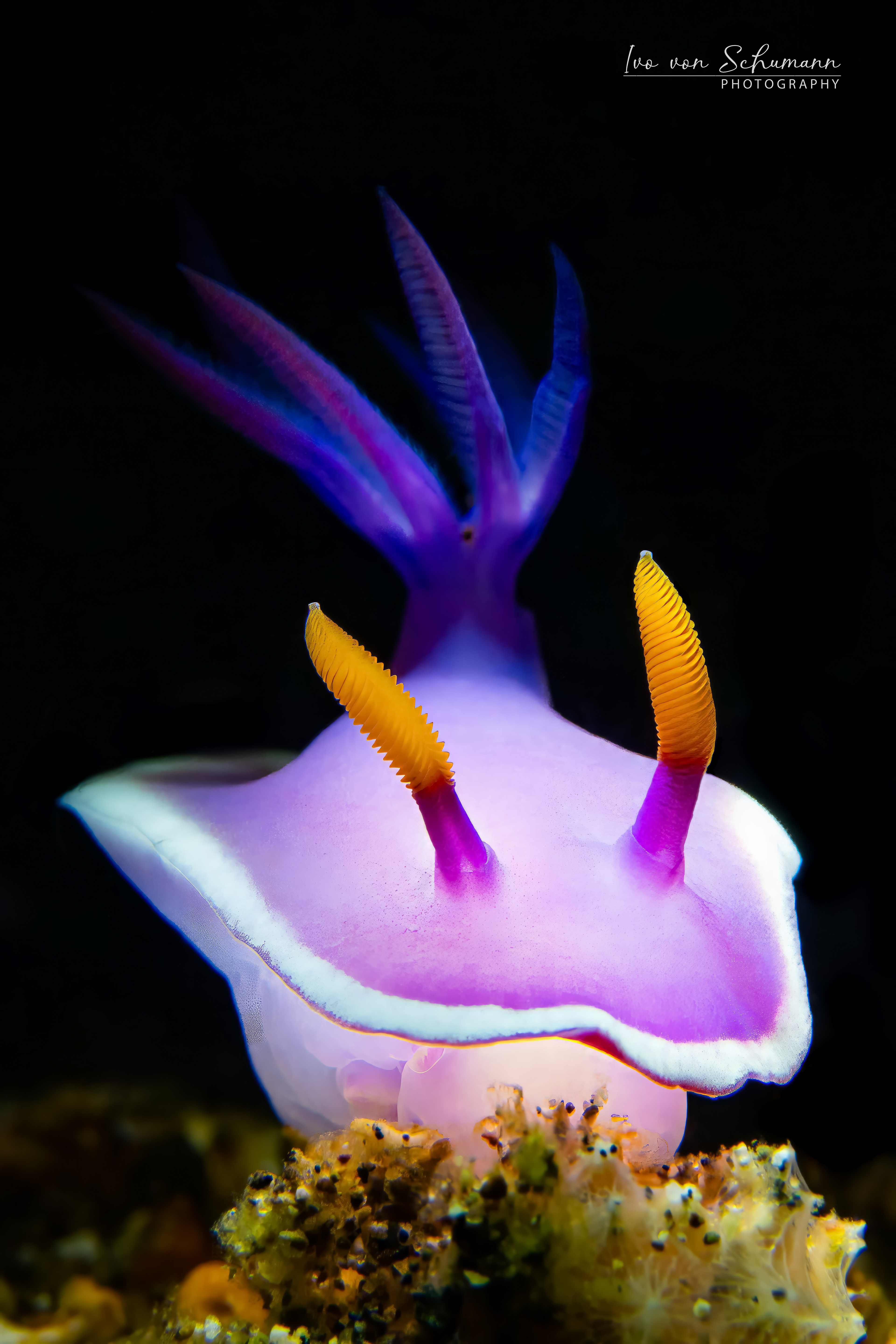 Nahaufnahme einer violetten Prachtsternschnecke Hypselodoris apolegma mit weißem Rand auf dunklem Grund.