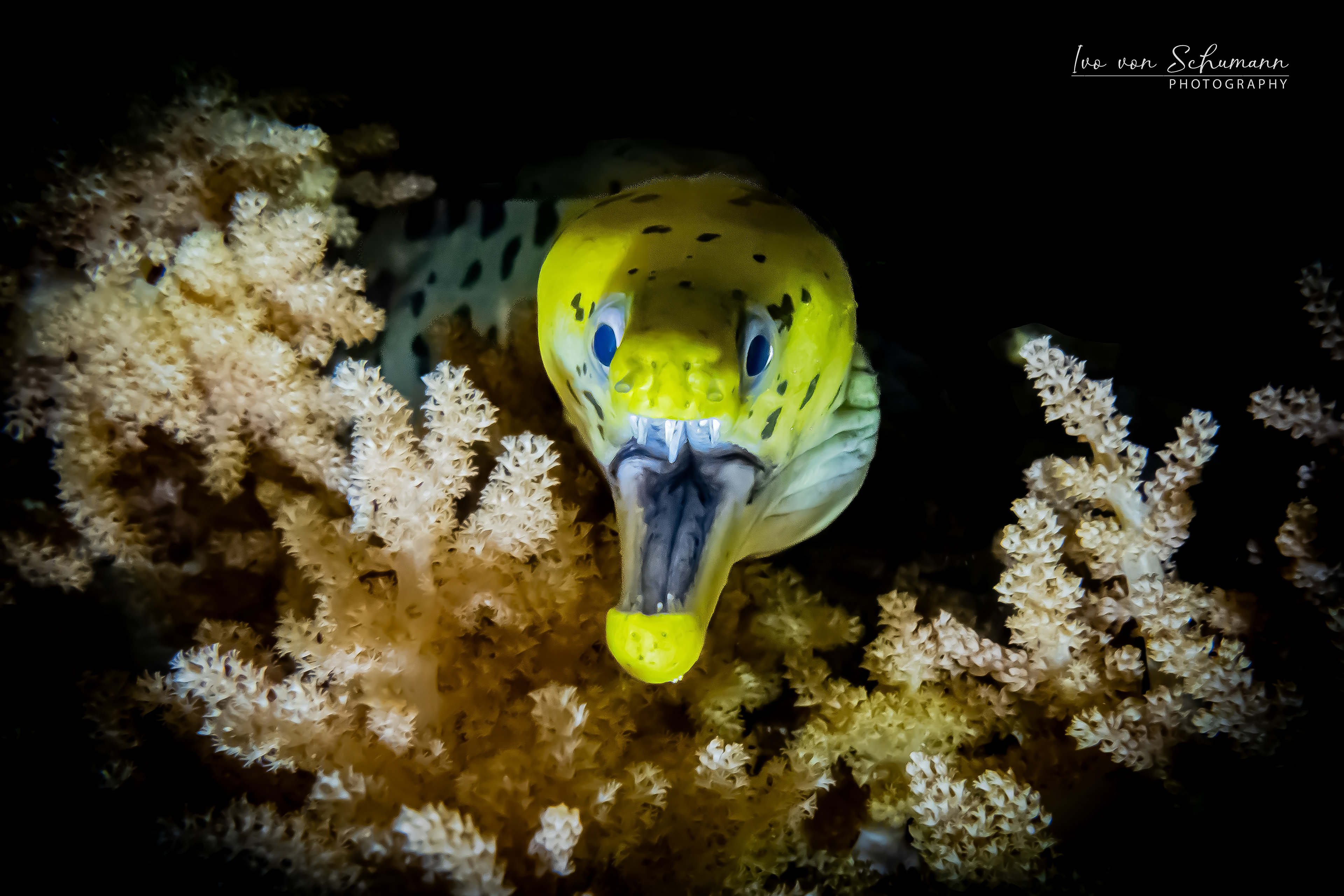 Frontalporträt einer gelben Fimbriata-Muräne mit offenem Maul zwischen hellen Korallen.