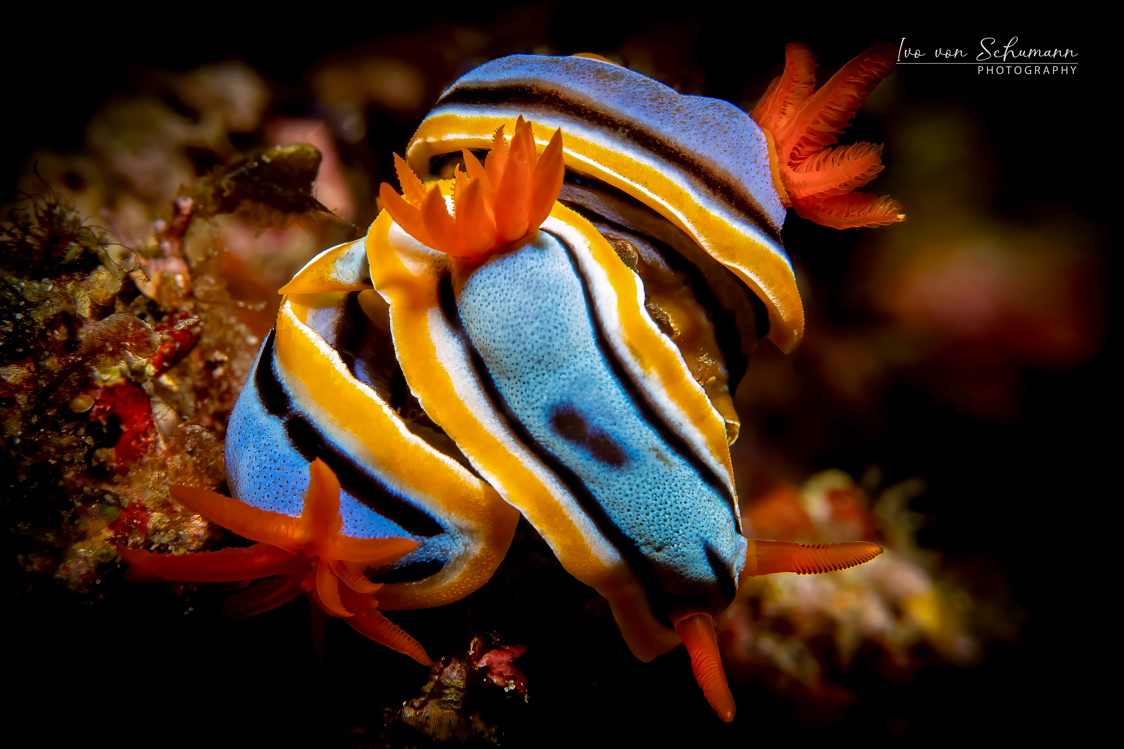Seltene Aufnahme von drei Chromodoris Prachtsternschnecken, die sich um eine Koralle winden.