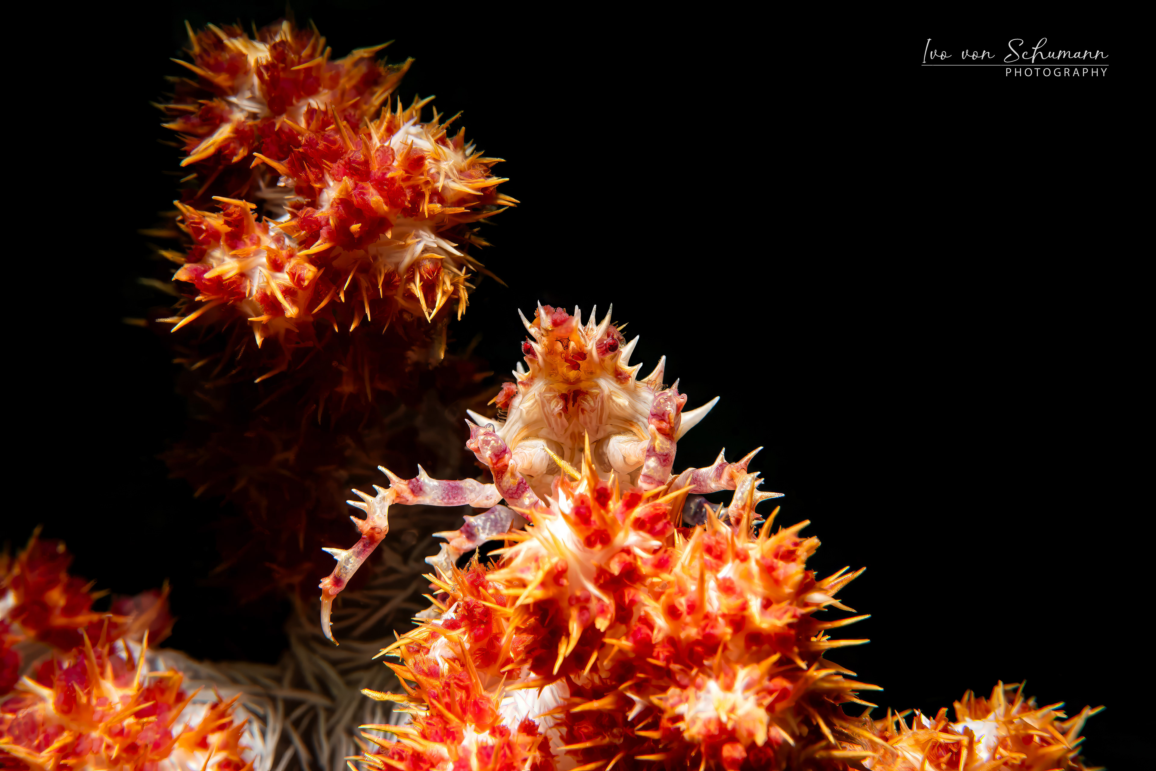 Perfekt getarnte Candy Crab Hoplophrys oatesii in einer orangefarbenen Weichkoralle.