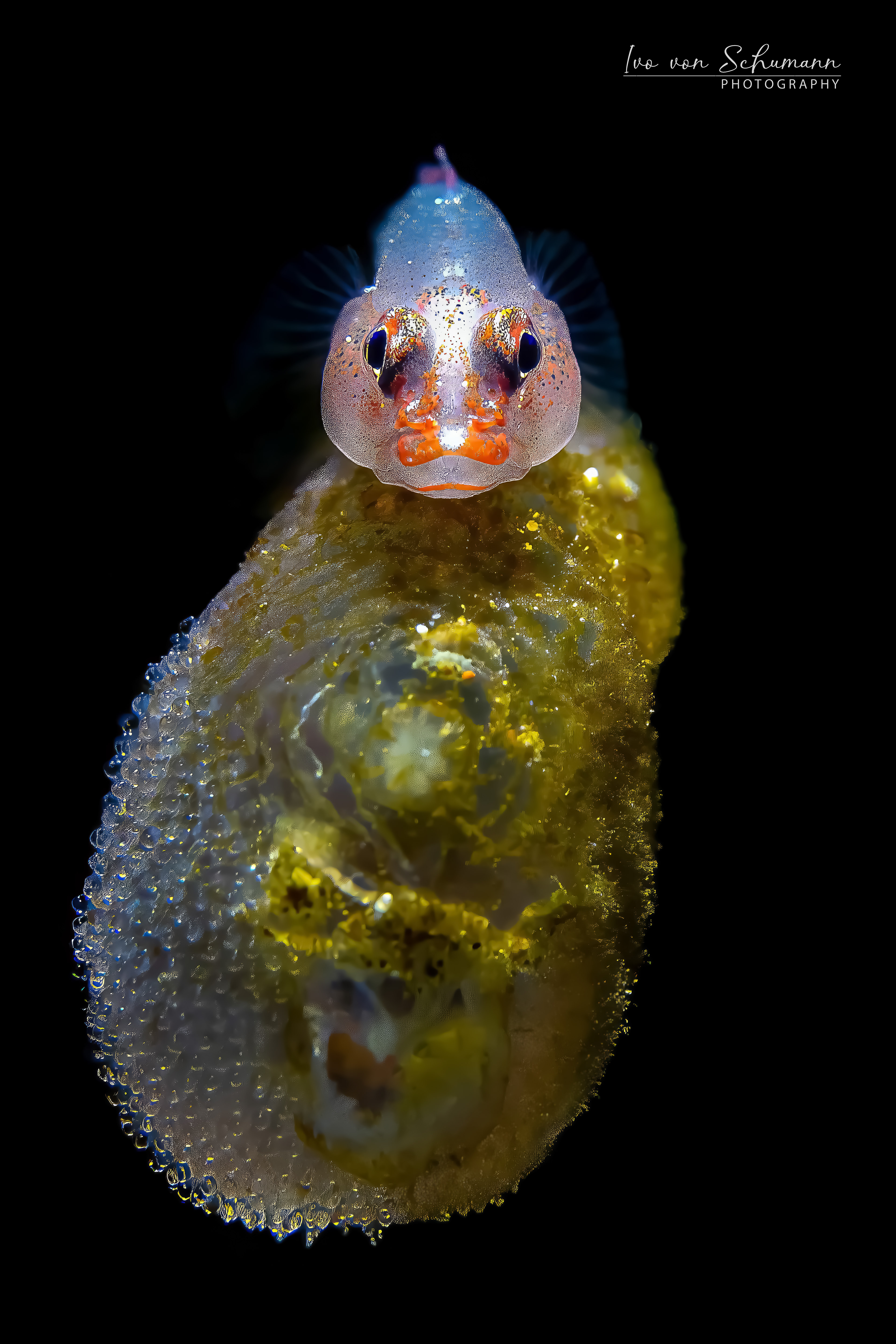 Gelbe Korallengrundel Pleurosicya bewacht ihr Perlen-Gelege auf einer Korallenoberfläche.