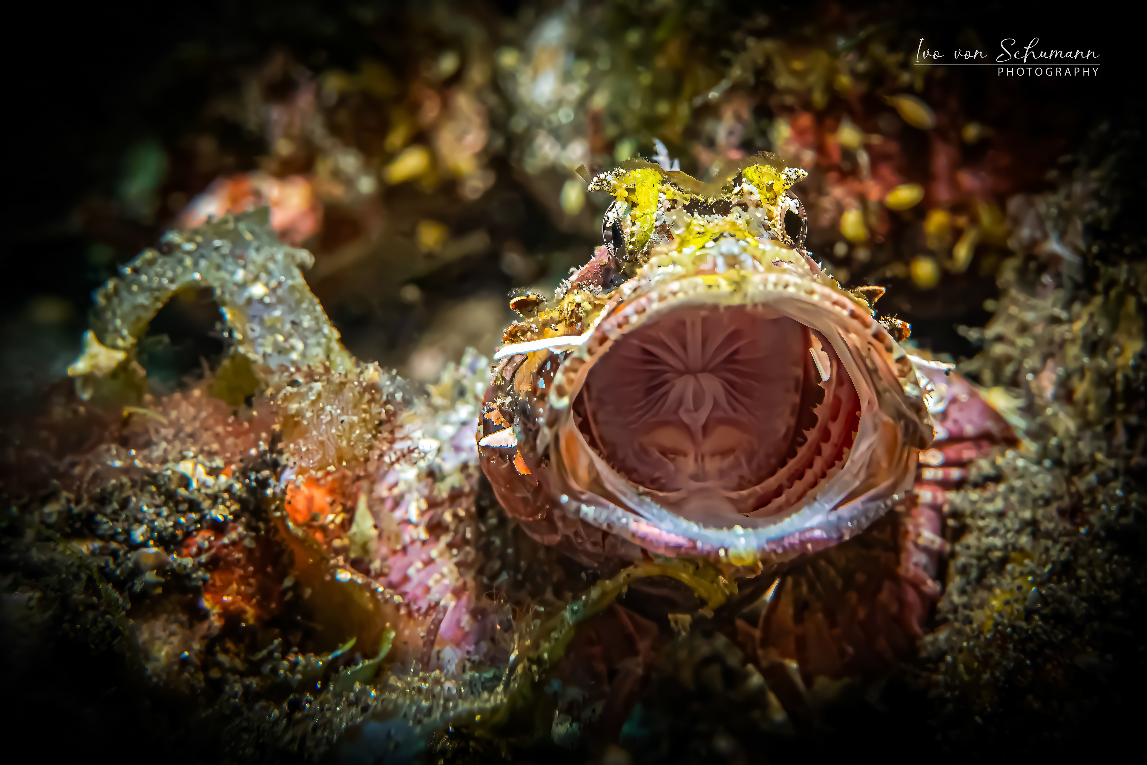 Nahaufnahme eines perfekt getarnten Skorpionfisches in warmen Orange- und Brauntönen.