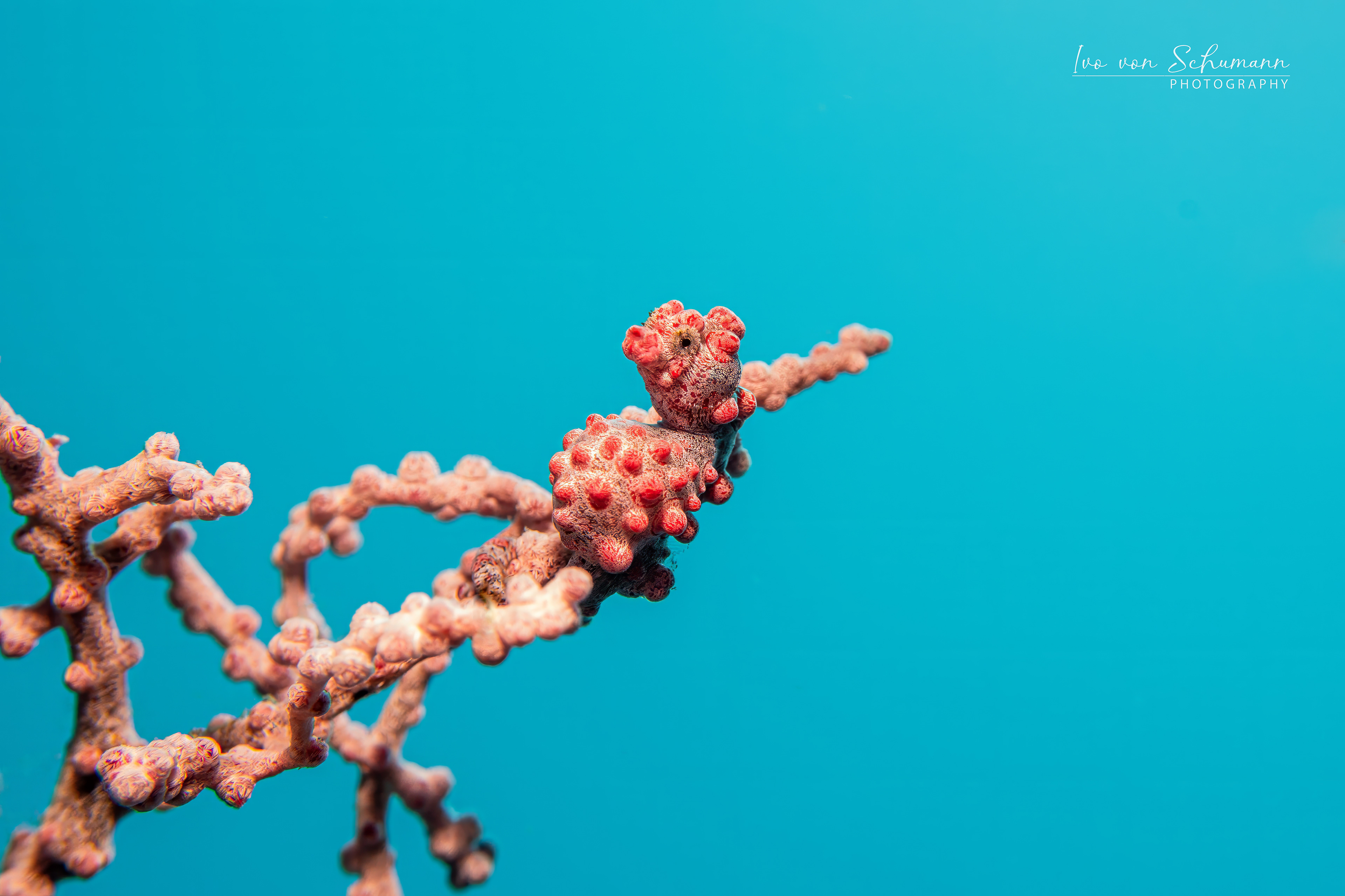 Detailaufnahme eines winzigen türkisfarbenen Bargibant-Zwergseepferdchen auf einer Fächerkoralle.