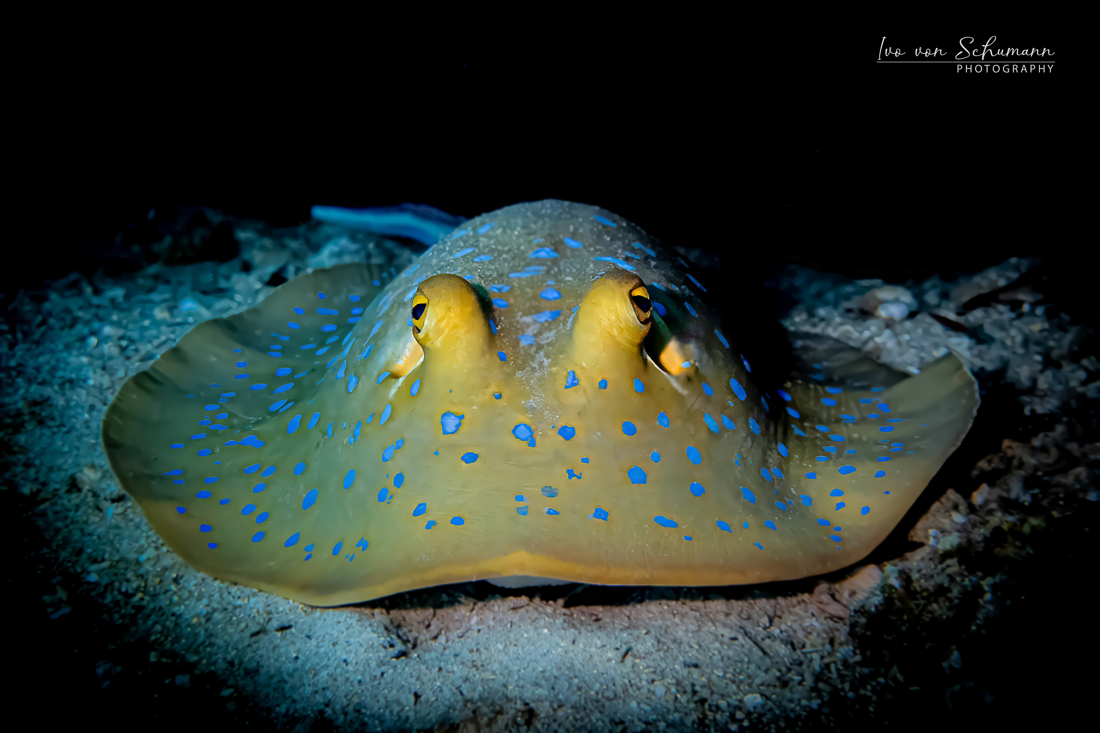 Unterwasseraufnahme eines Blaufleckenrochens Taeniura lymma mit leuchtend blauen Punkten im Sand.