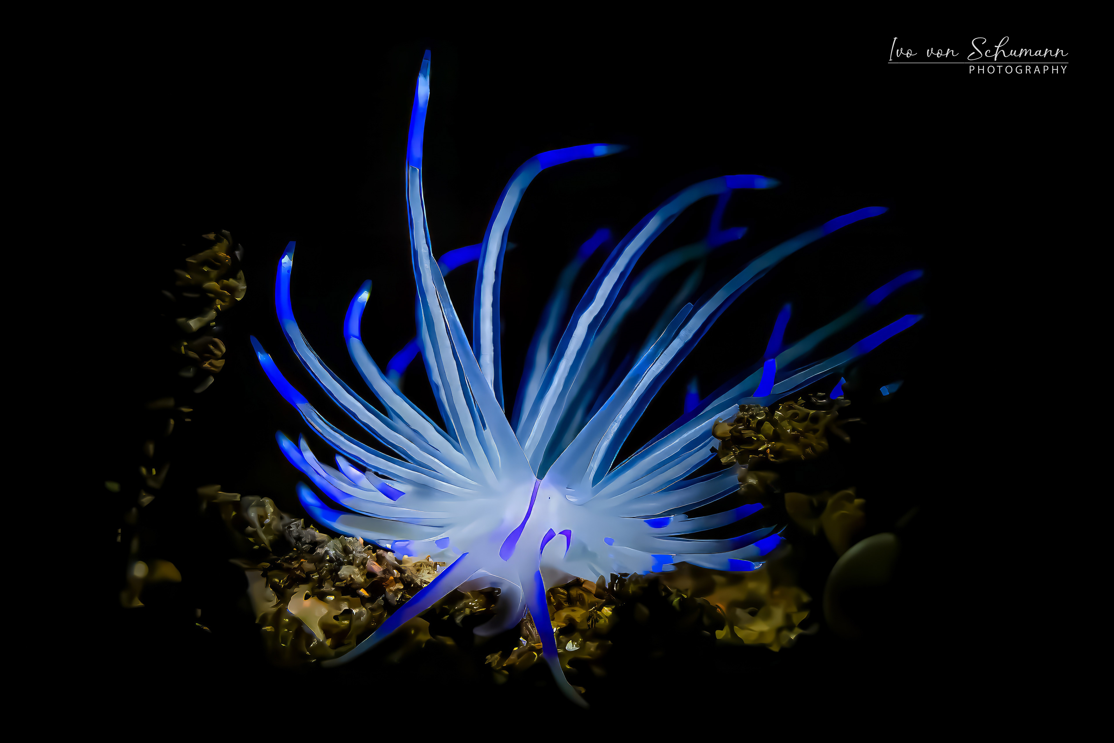 Makrofotografie einer saphirblauen Fadenschnecke Pteraeolidia ianthina vor schwarzem Hintergrund, Gallery Print Optik.