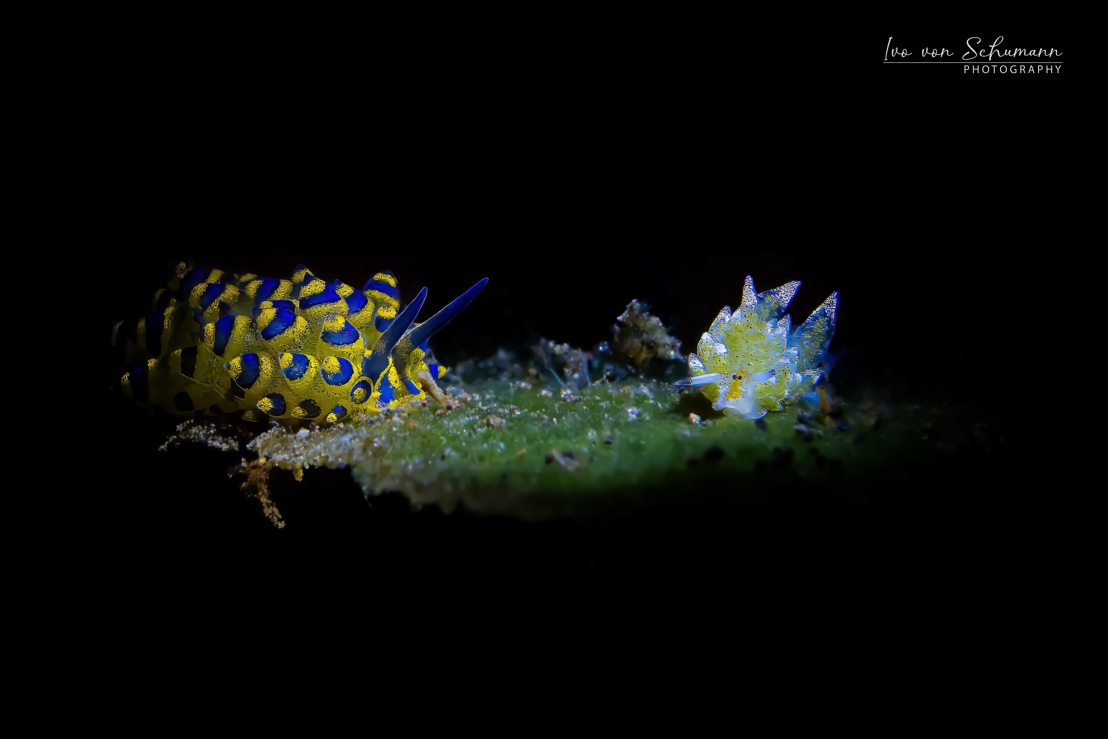 Winzige Costasiella kuroshimae "Leaf Sheep" Schnecke mit leuchtenden Spitzen auf einem Blatt.