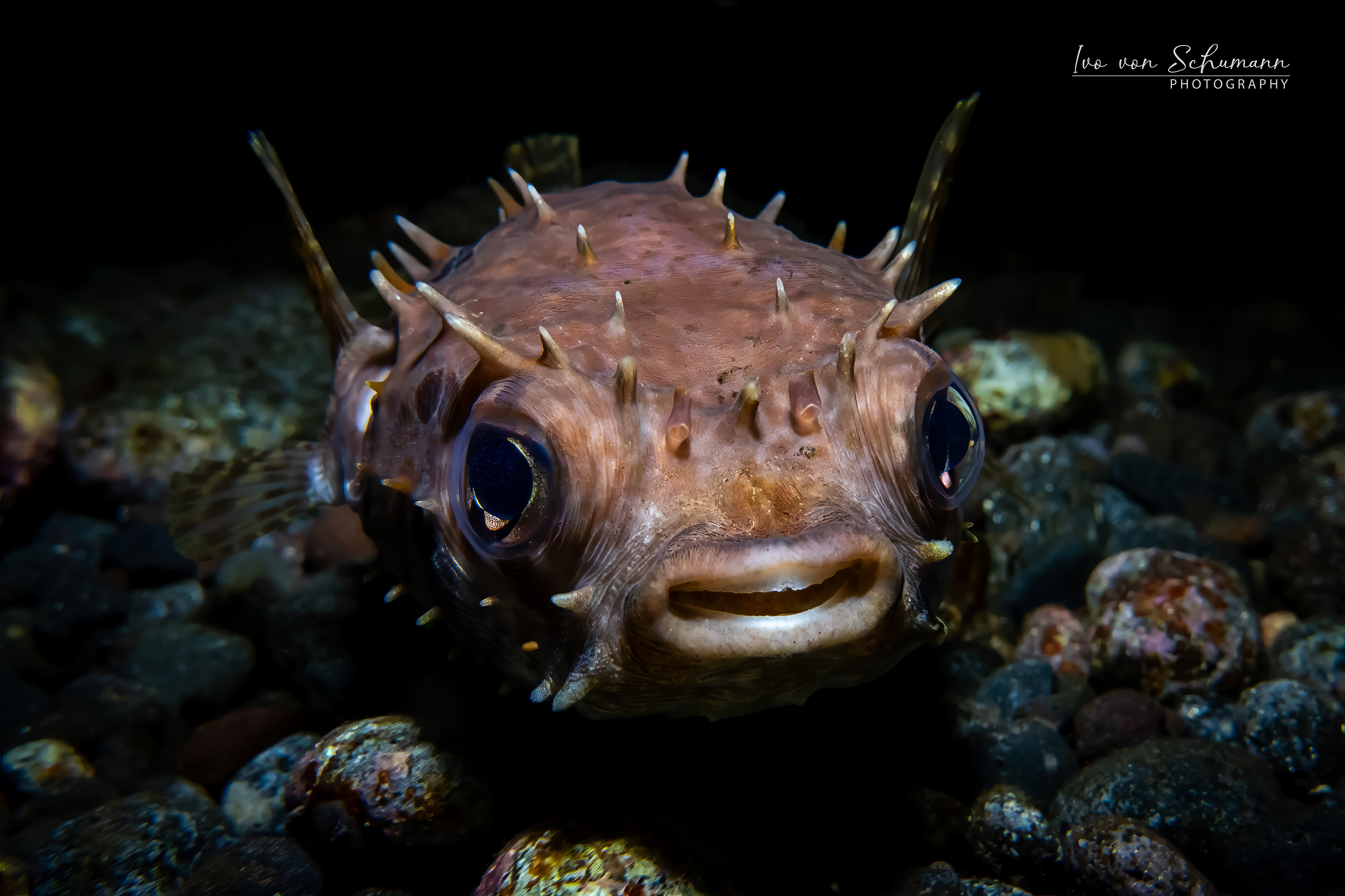 Charakterstudie eines braunen Igelfisches Diodontidae mit großen schwarzen Augen auf dunklem Vulkansand.