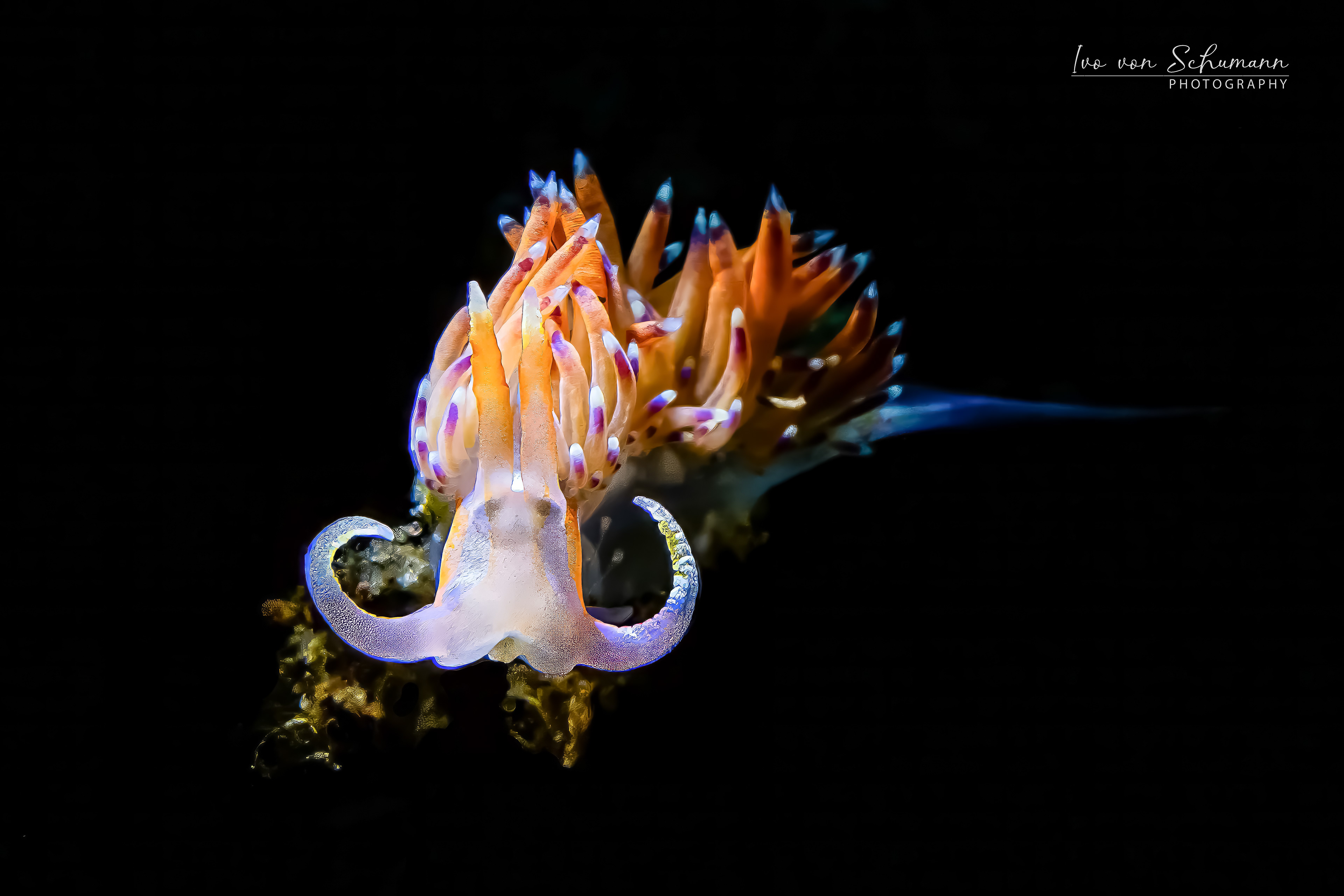Detail einer orangefarbenen Fadenschnecke mit violetten Akzenten in der Makroperspektive.
