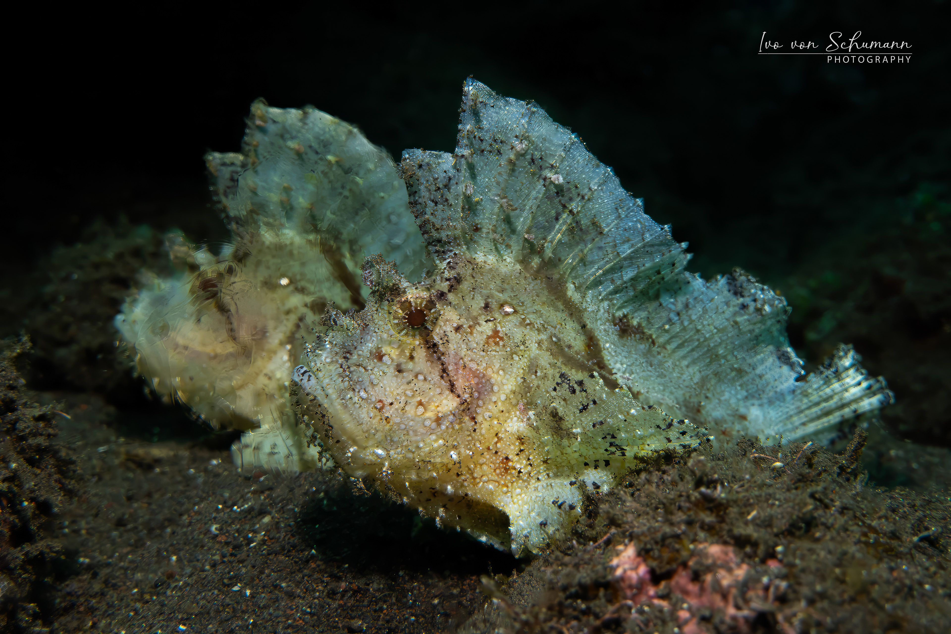 Nahaufnahme von zwei getarnten Schaukelfischen auf dunklem Meeresboden, Makrofotografie Unterwasser von Ivo von Schumann.