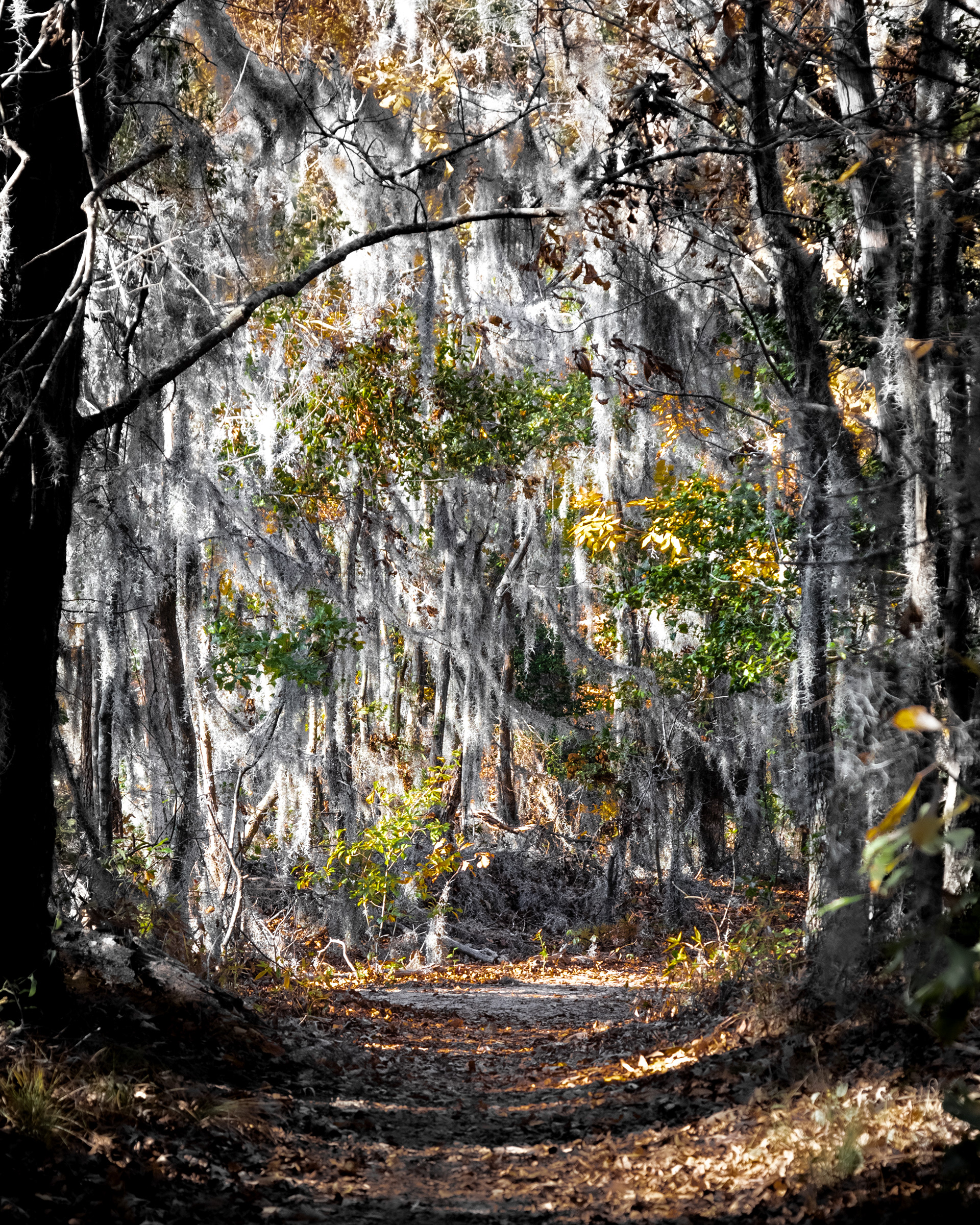 First Landing State Park