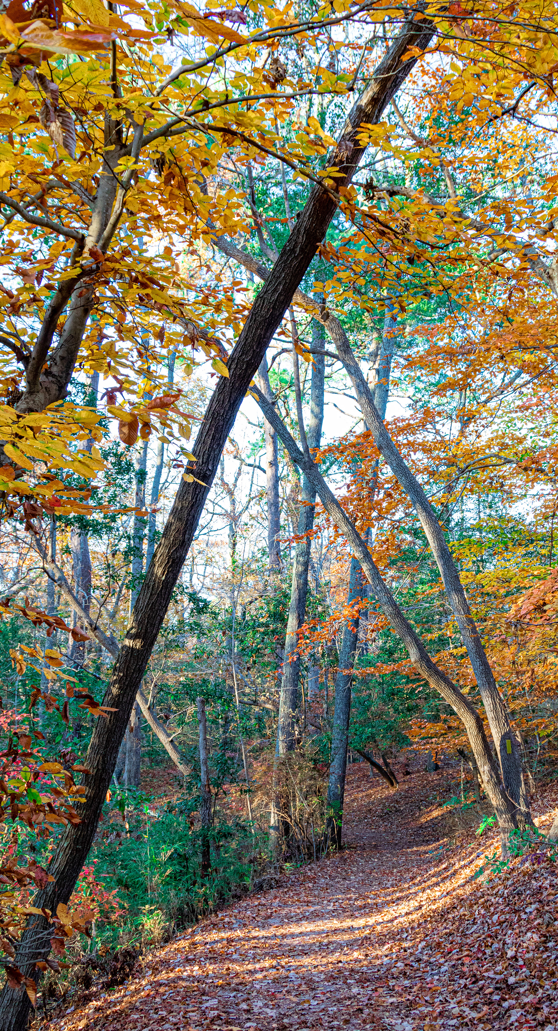 First Landing State Park | Virginia