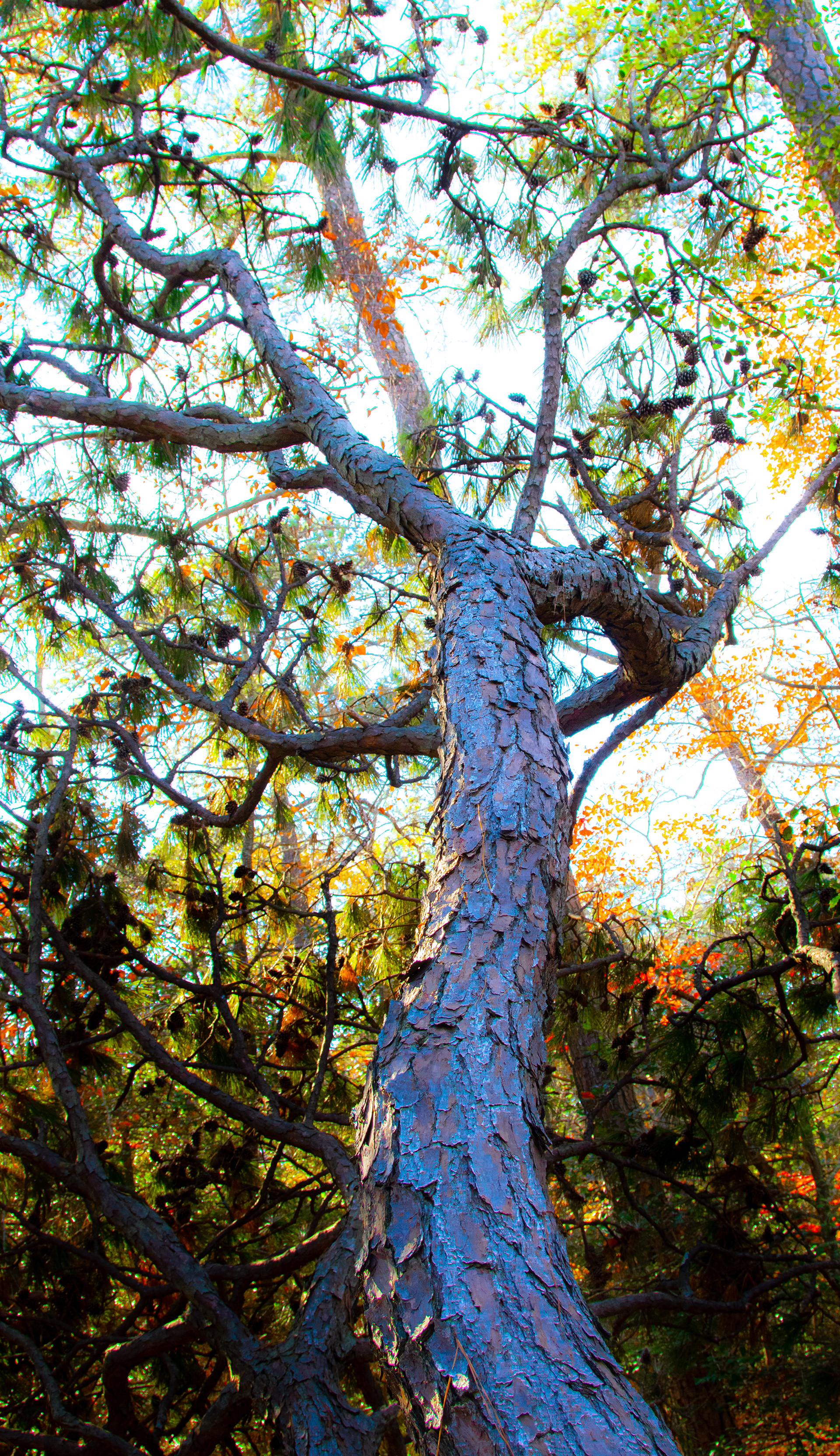 First Landing State Park