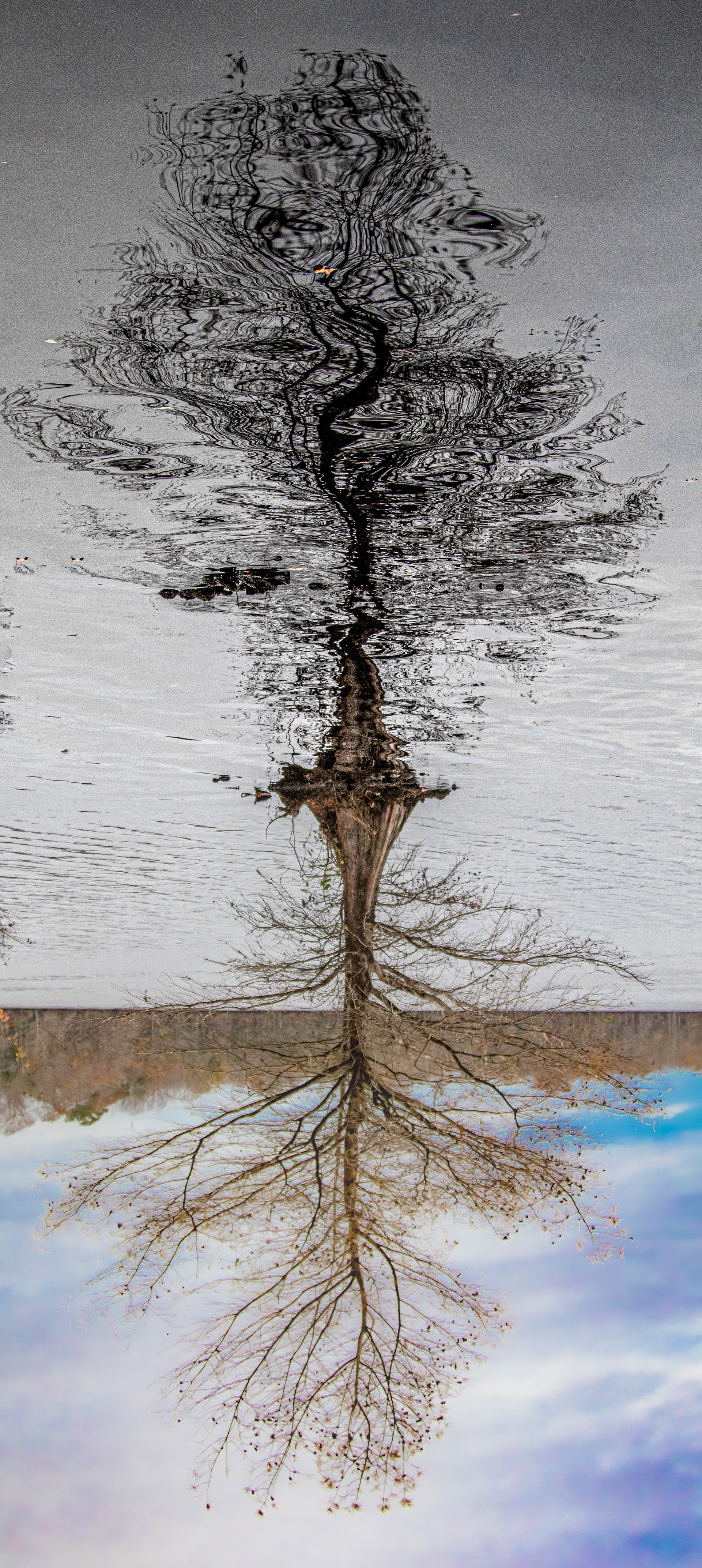 Great Dismal Swamp | Virginia