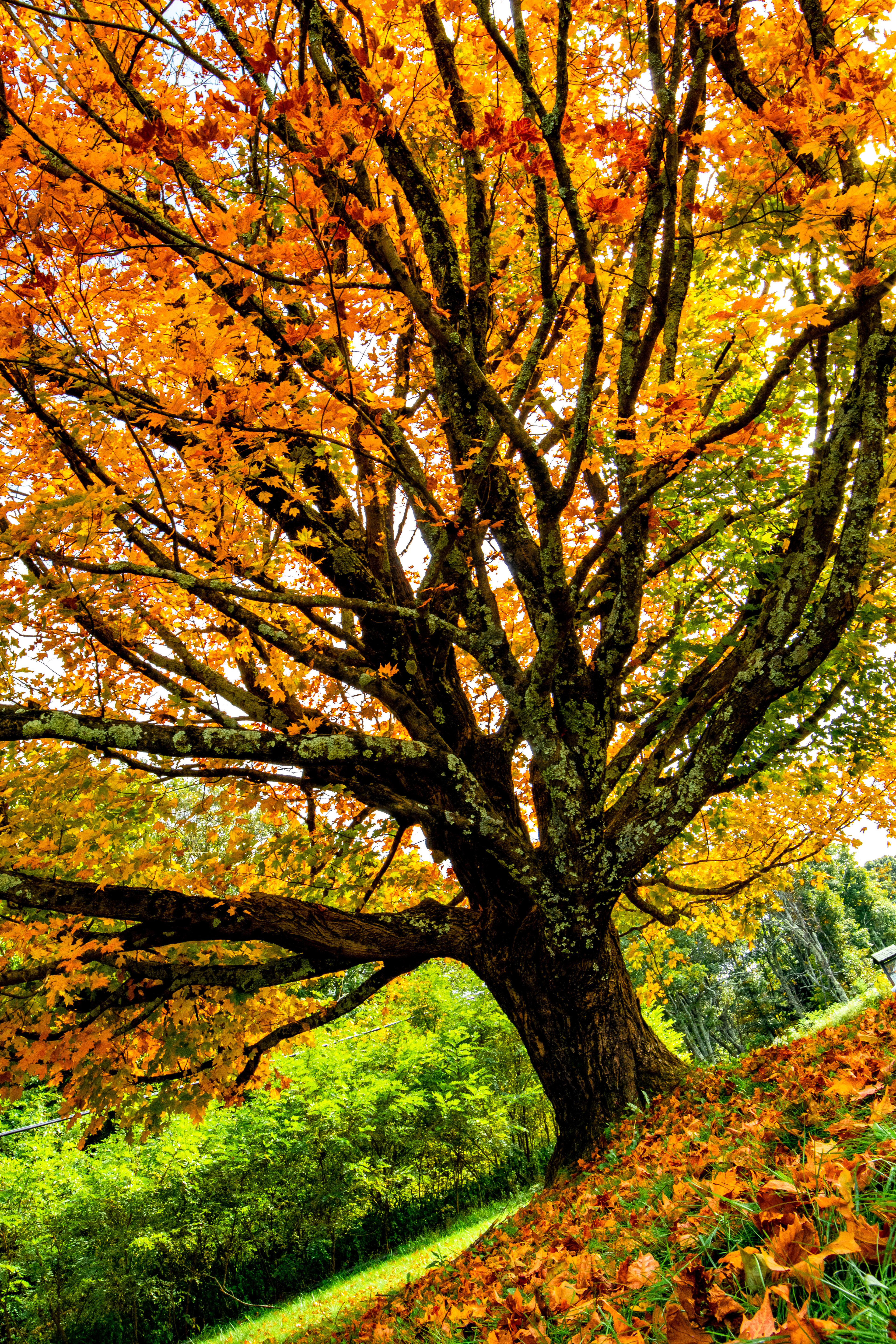 Shenandoah National Park | Virginia