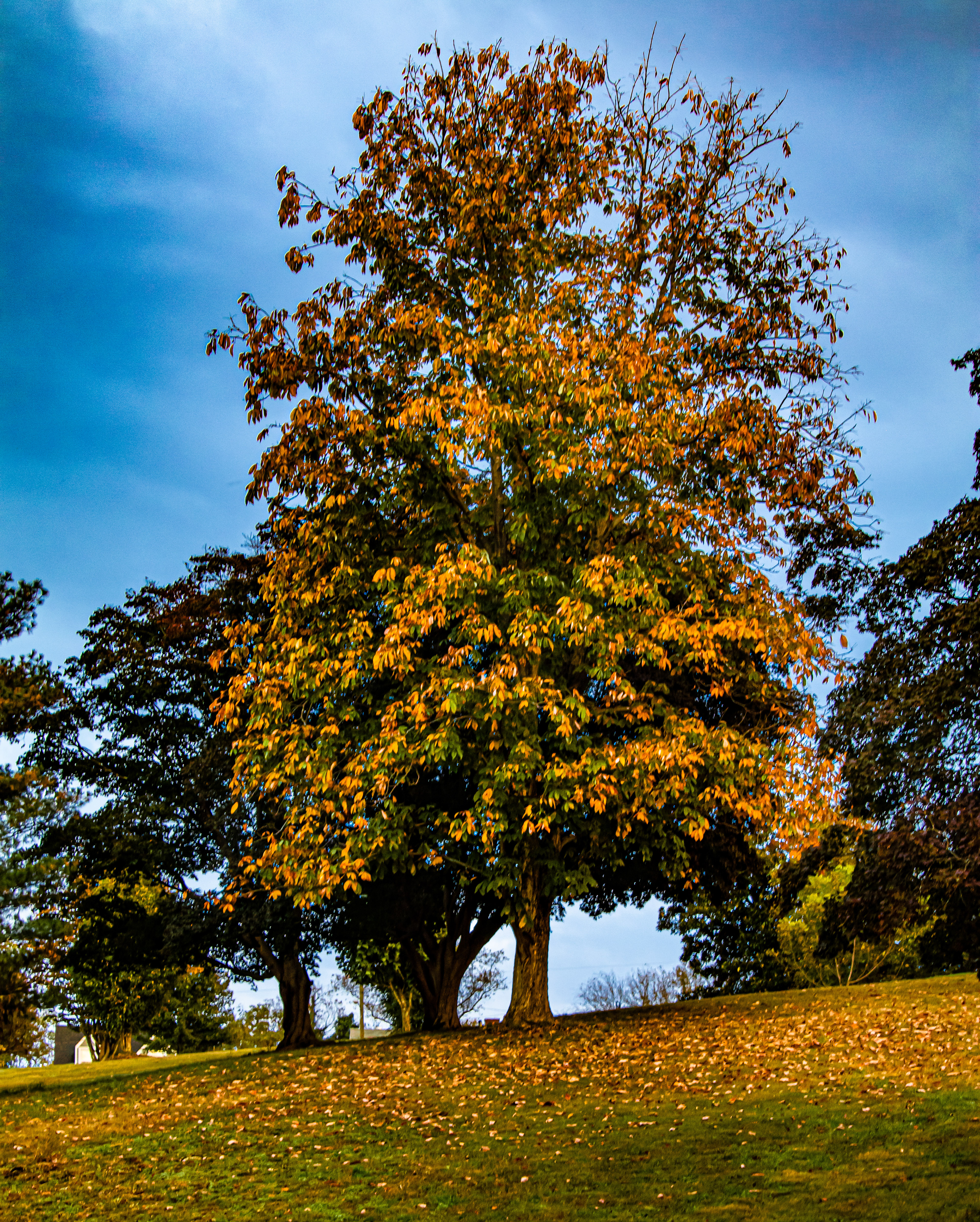 Maymont | Virginia
