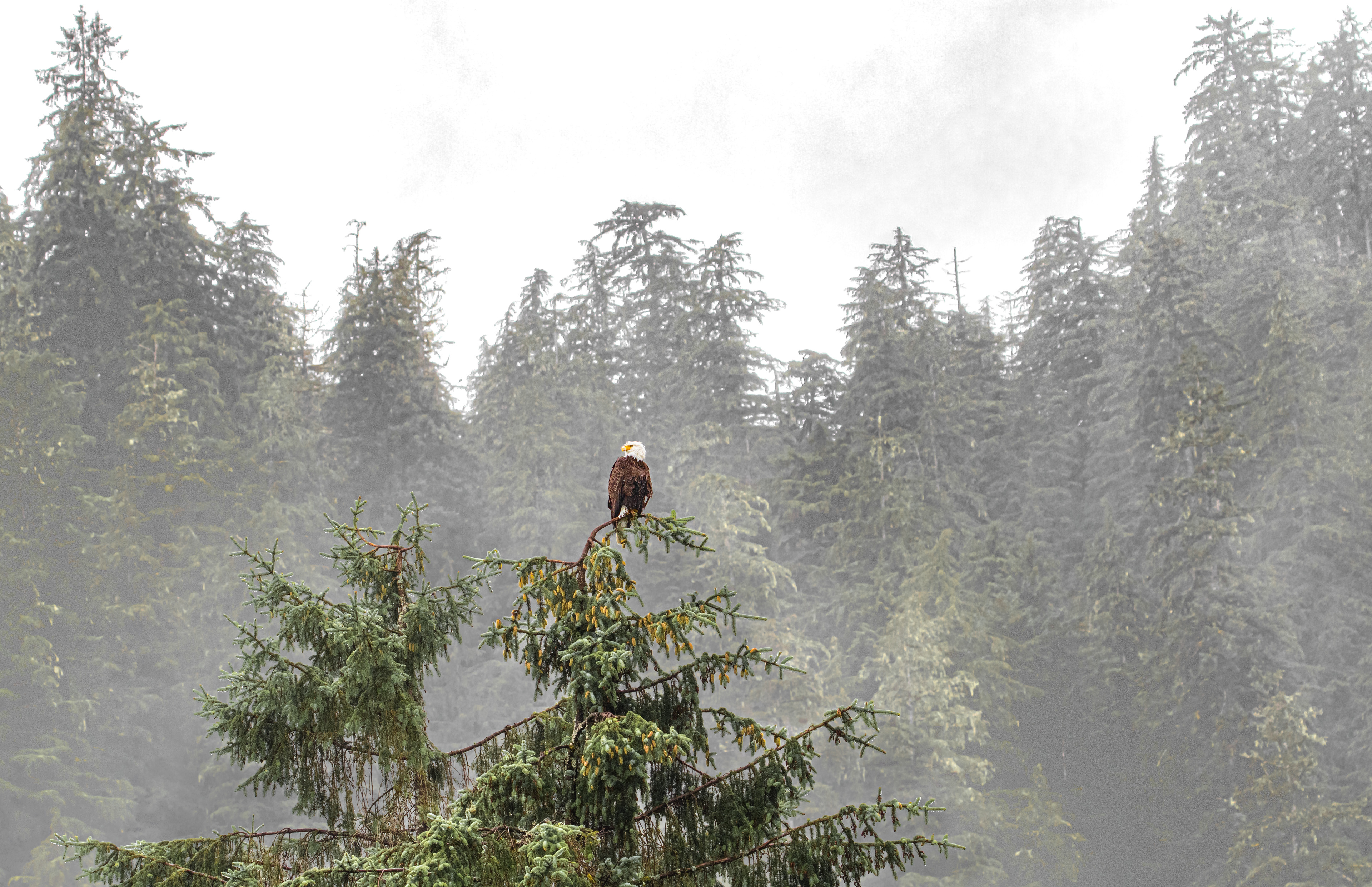 Bald Eagle | Ketchikan Rainforest Sanctuary