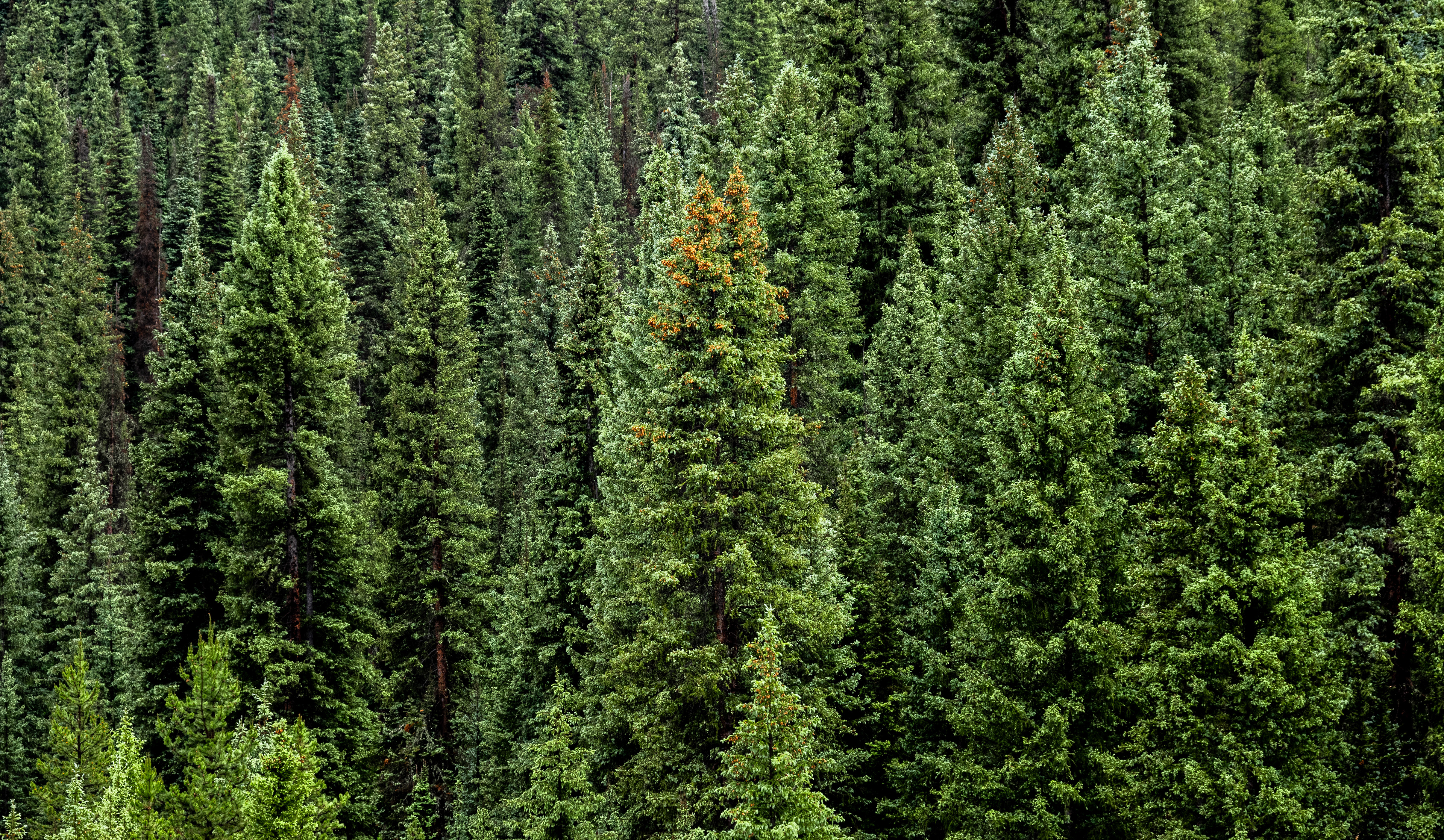Kebler Pass | Colorado