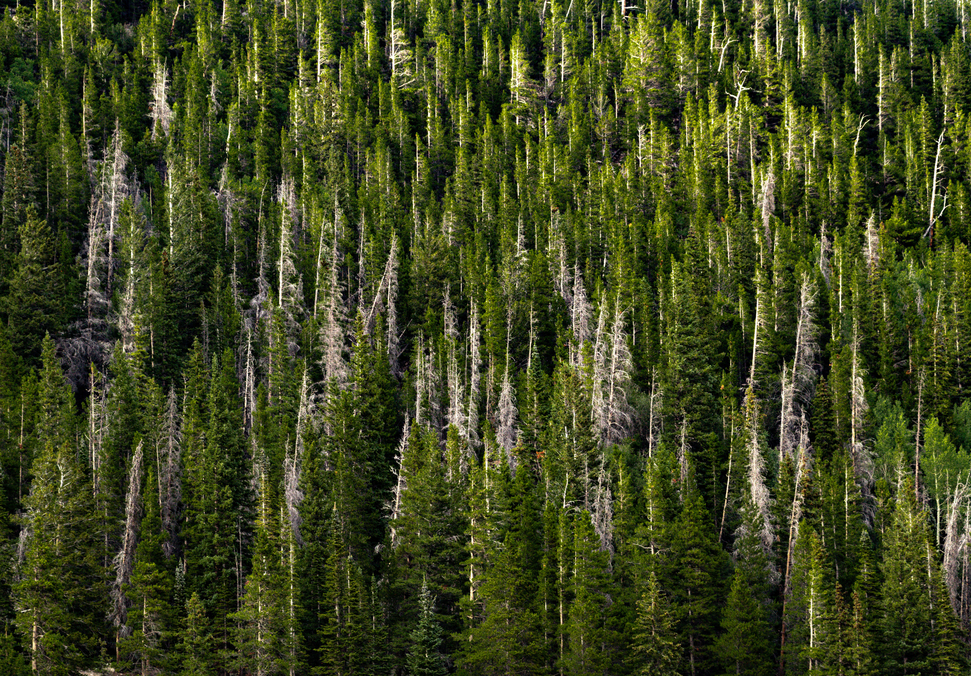 Rocky Mountain National Park | Colorado