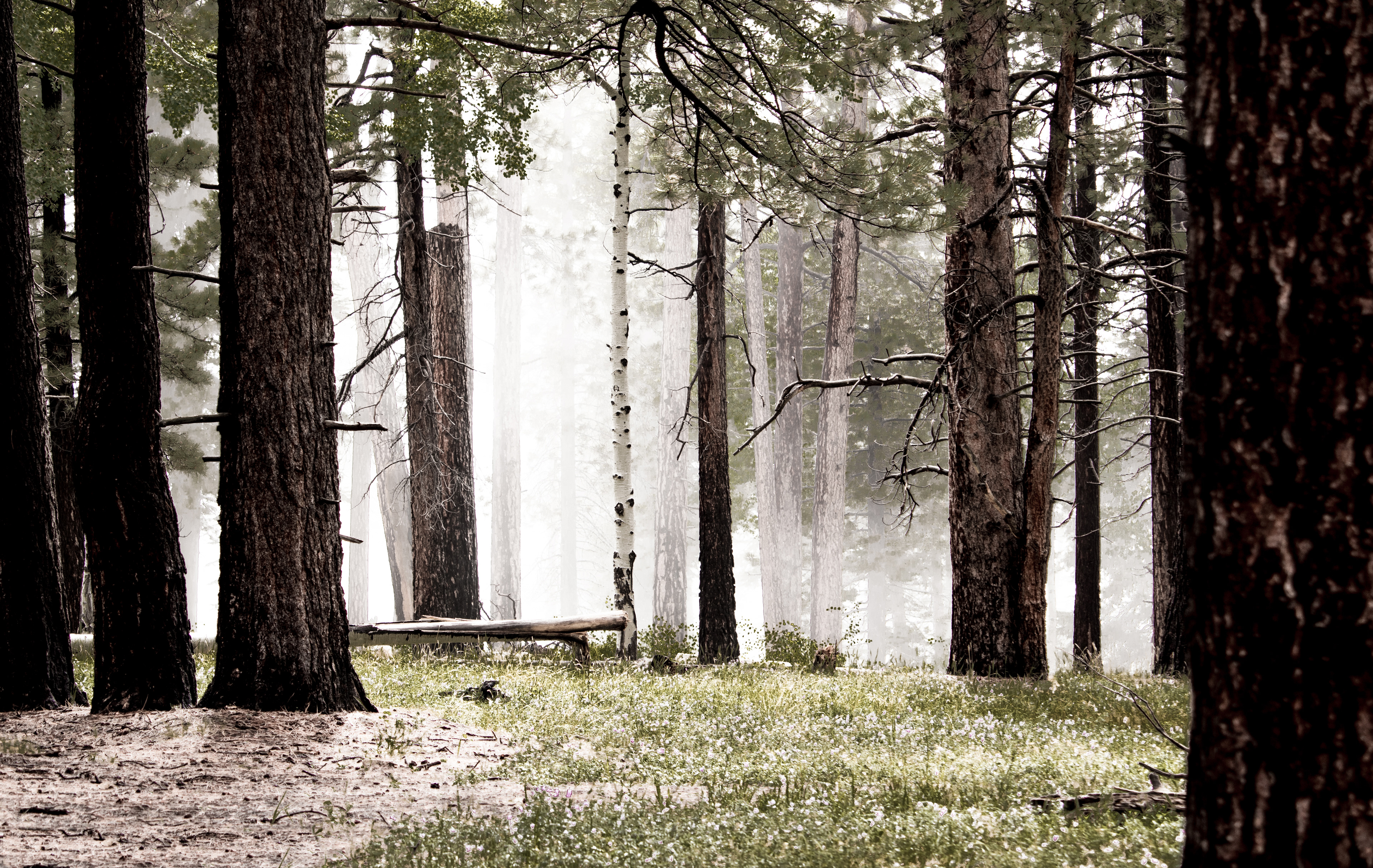 North Rim | Grand Canyon National Park | Arizona