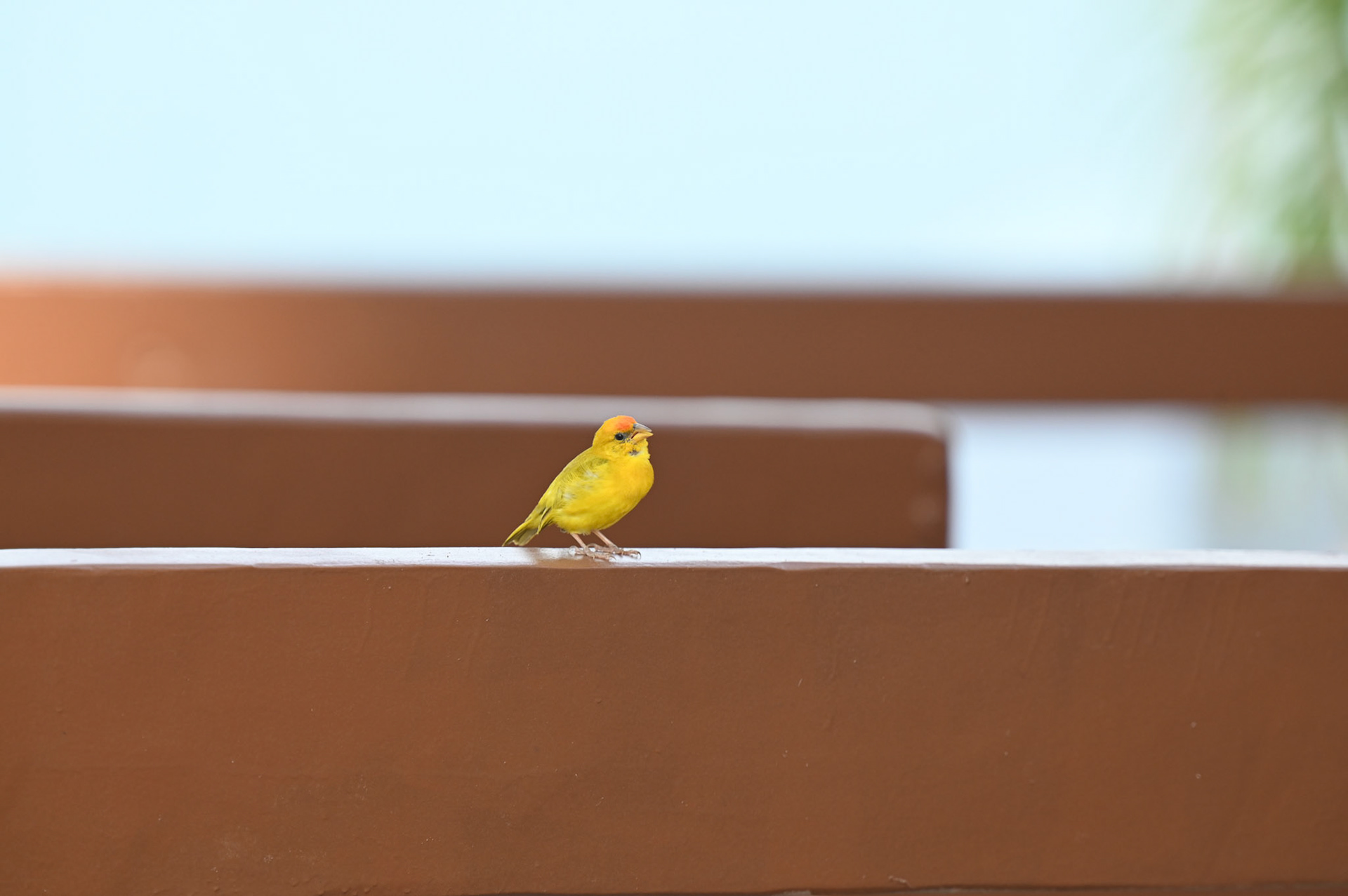 Canari perdu