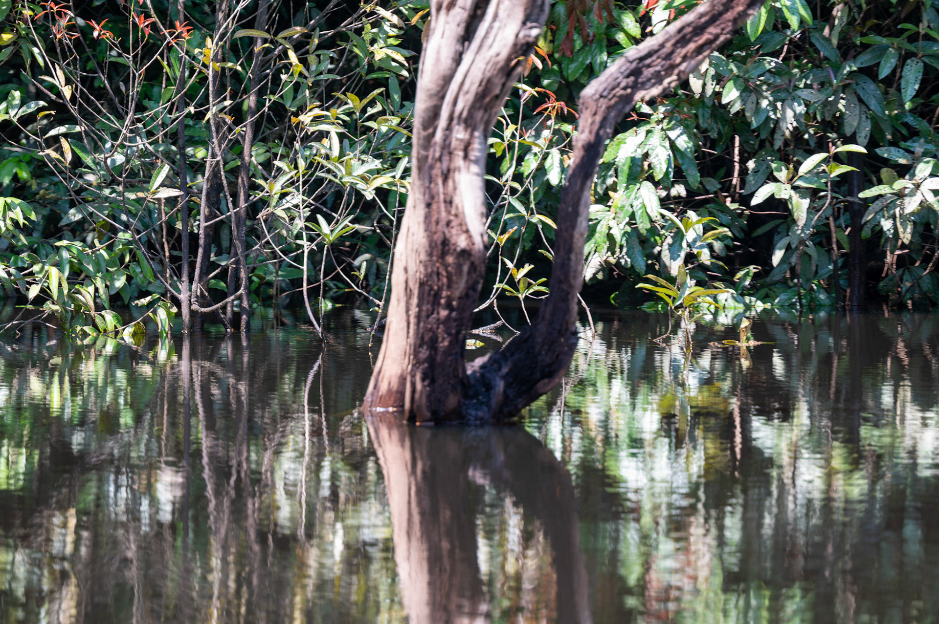 Mangrove