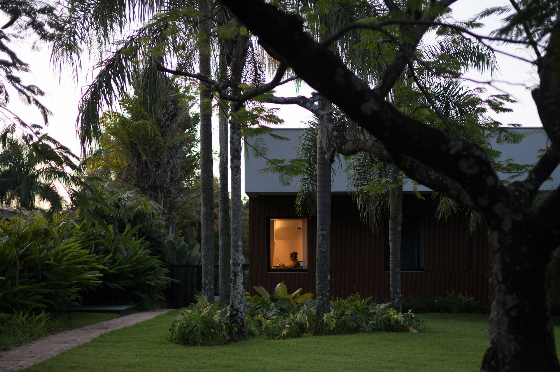 Studieuse tropicale