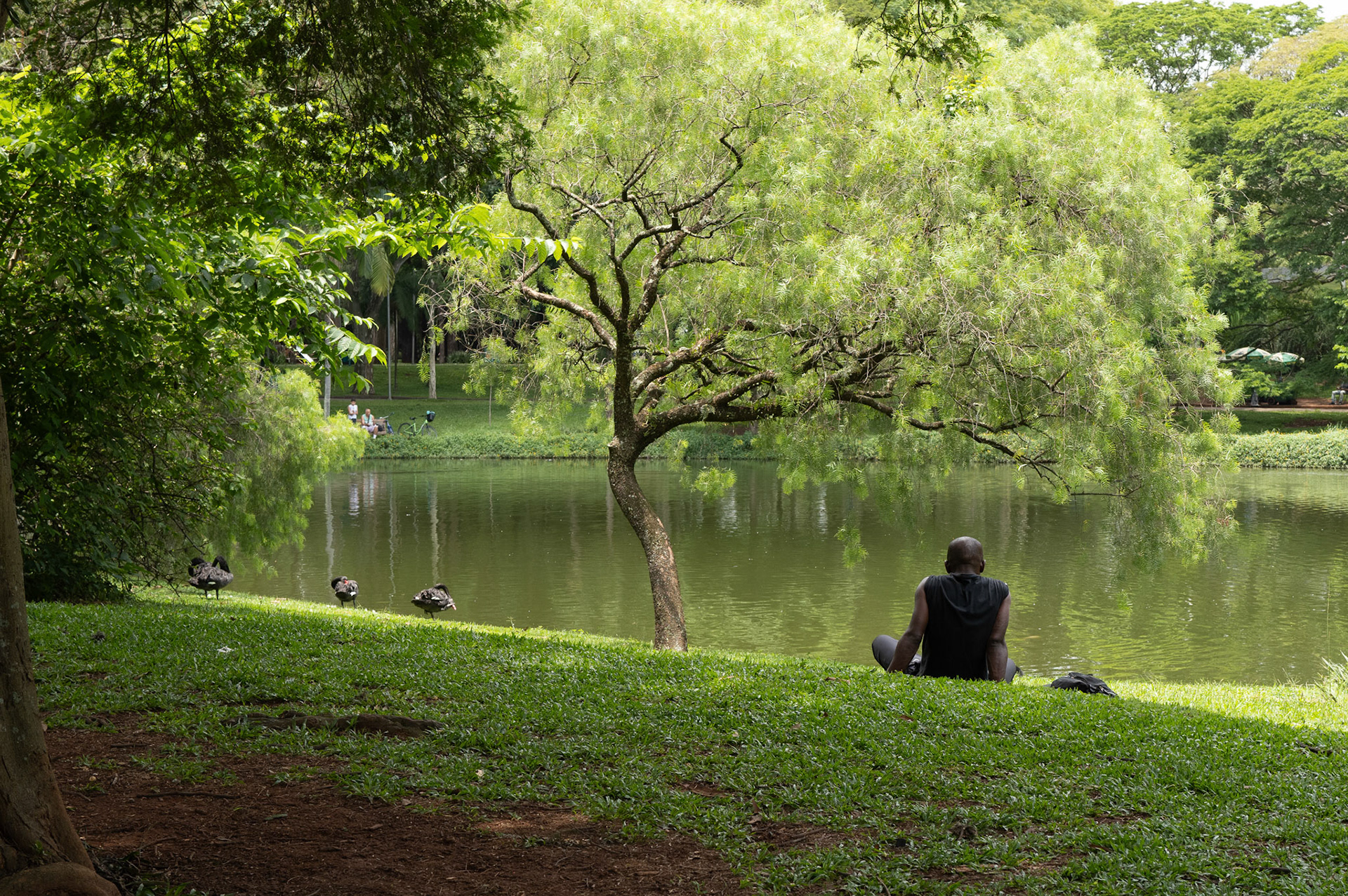 Pensées vertes à Sao Paulo