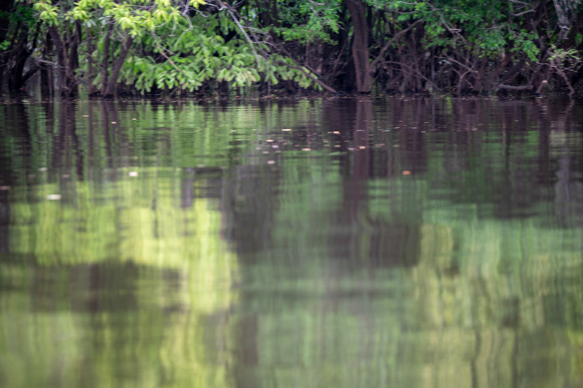 Reflets verts