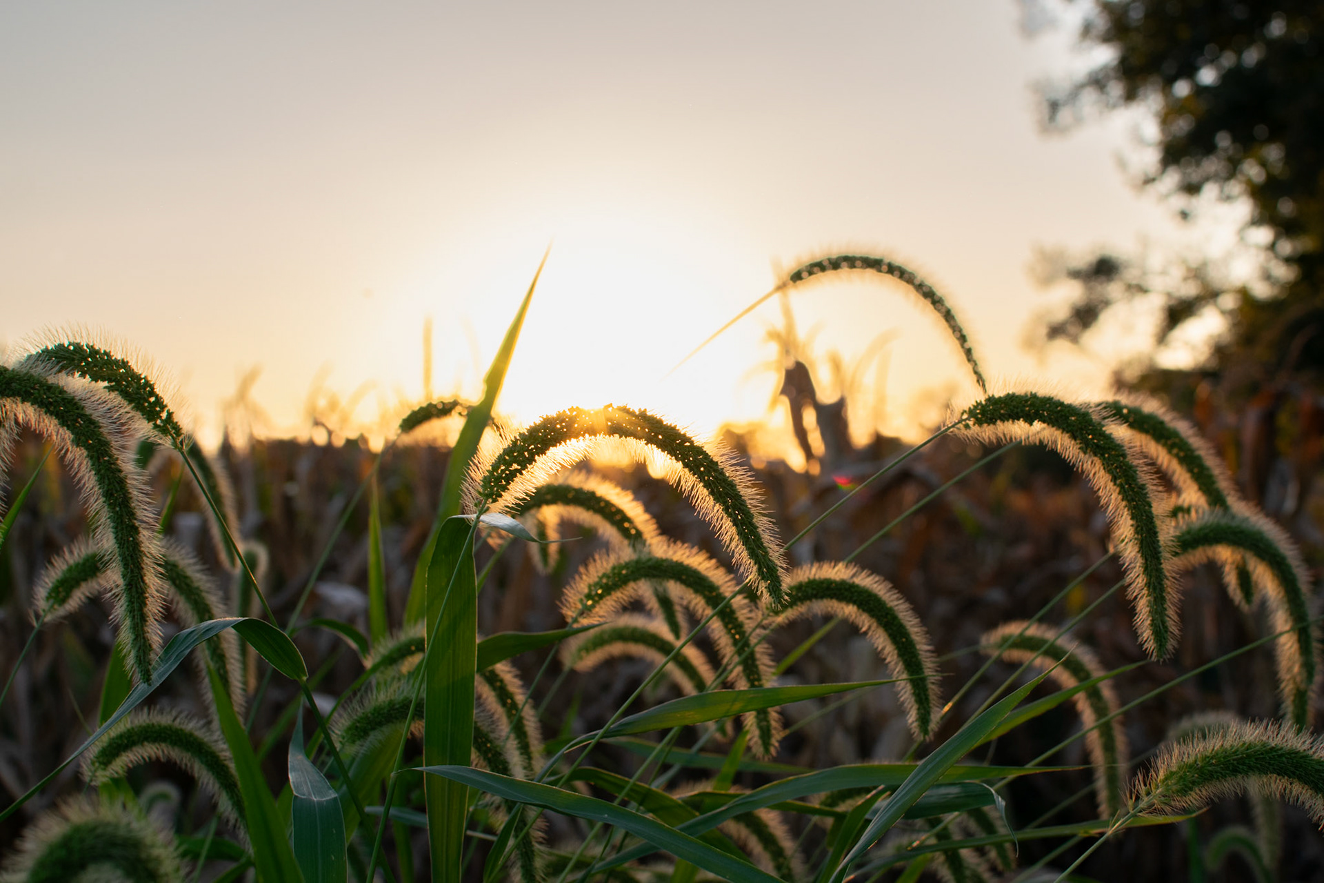 Golden Field, 2024