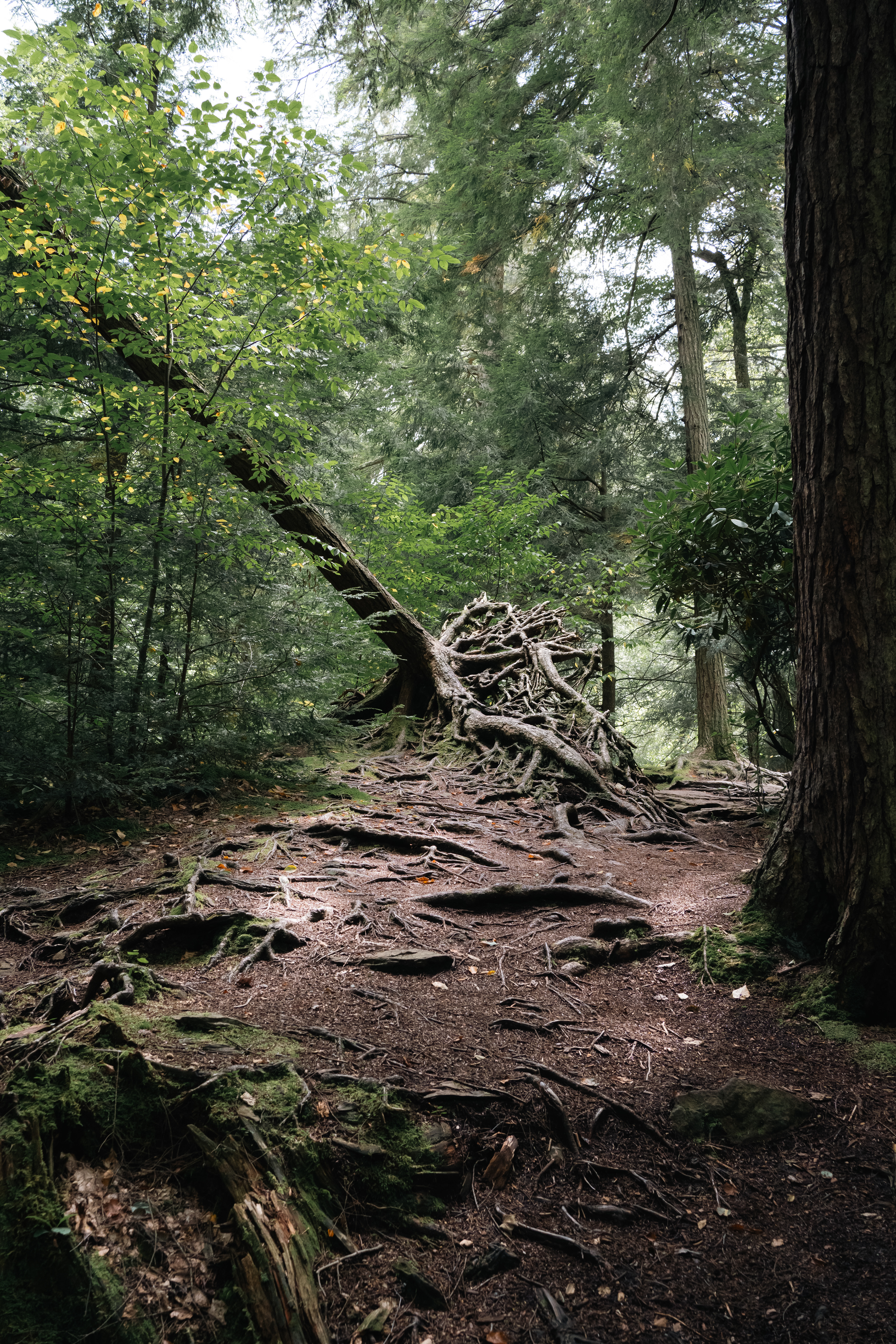 Uprooted, 2025