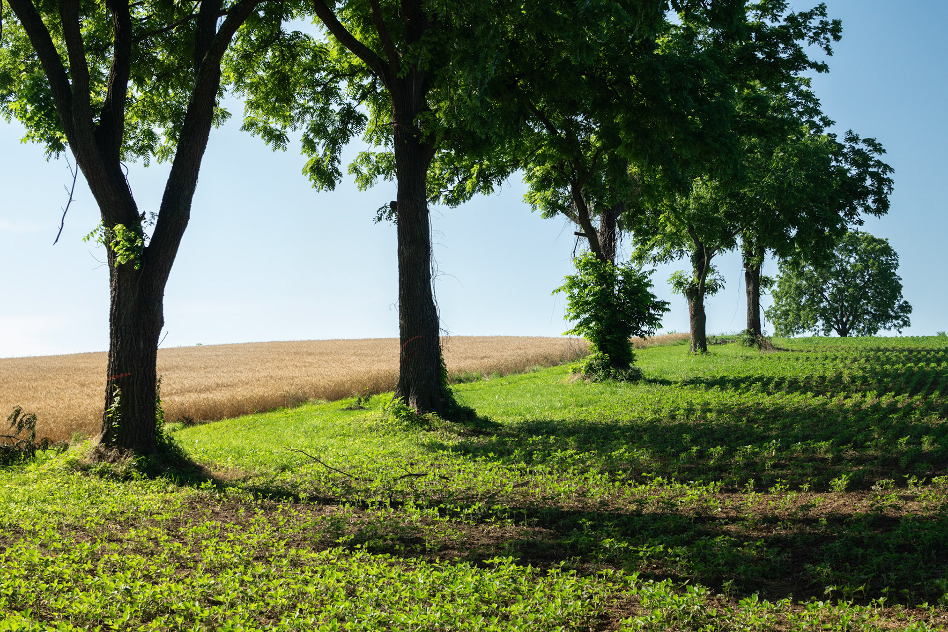Treeline, 2025