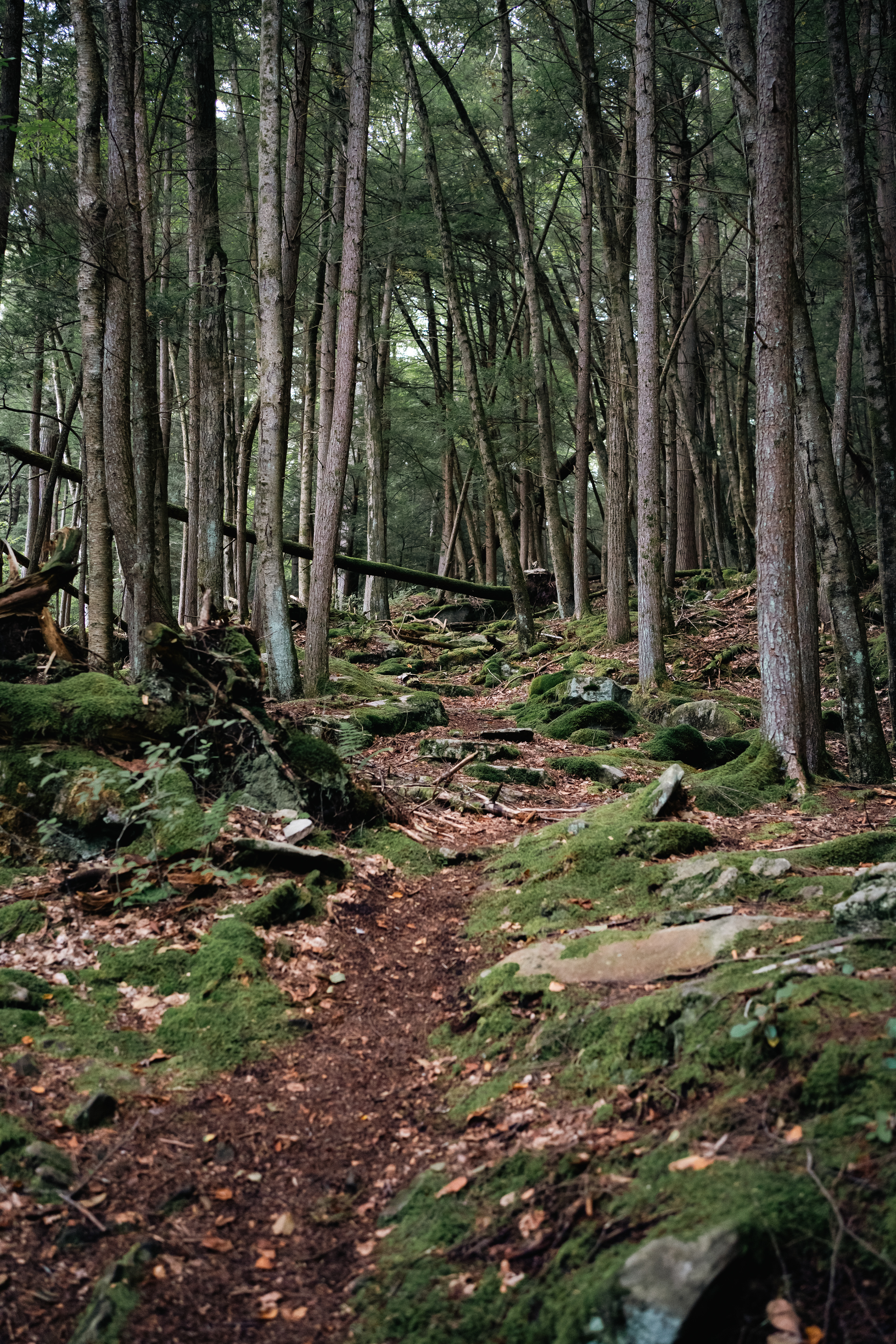 Hidden Trail, 2025