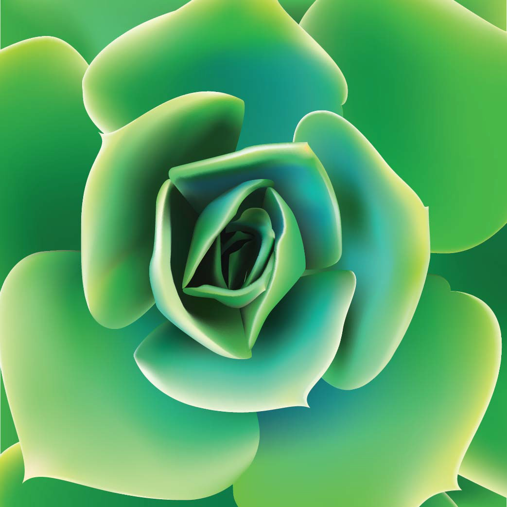 Succulent recreated using Gradient Mesh