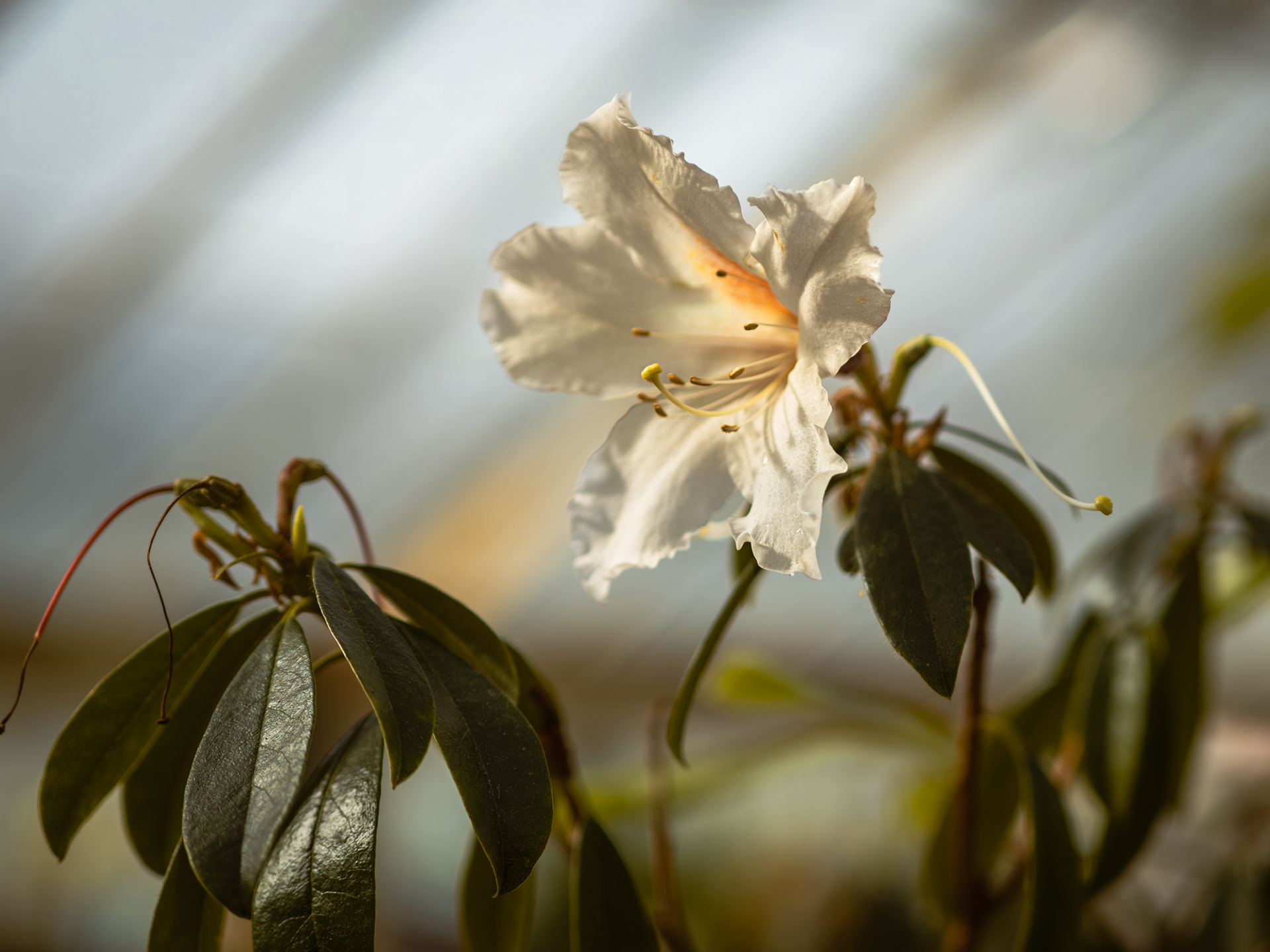 bulb show 2026