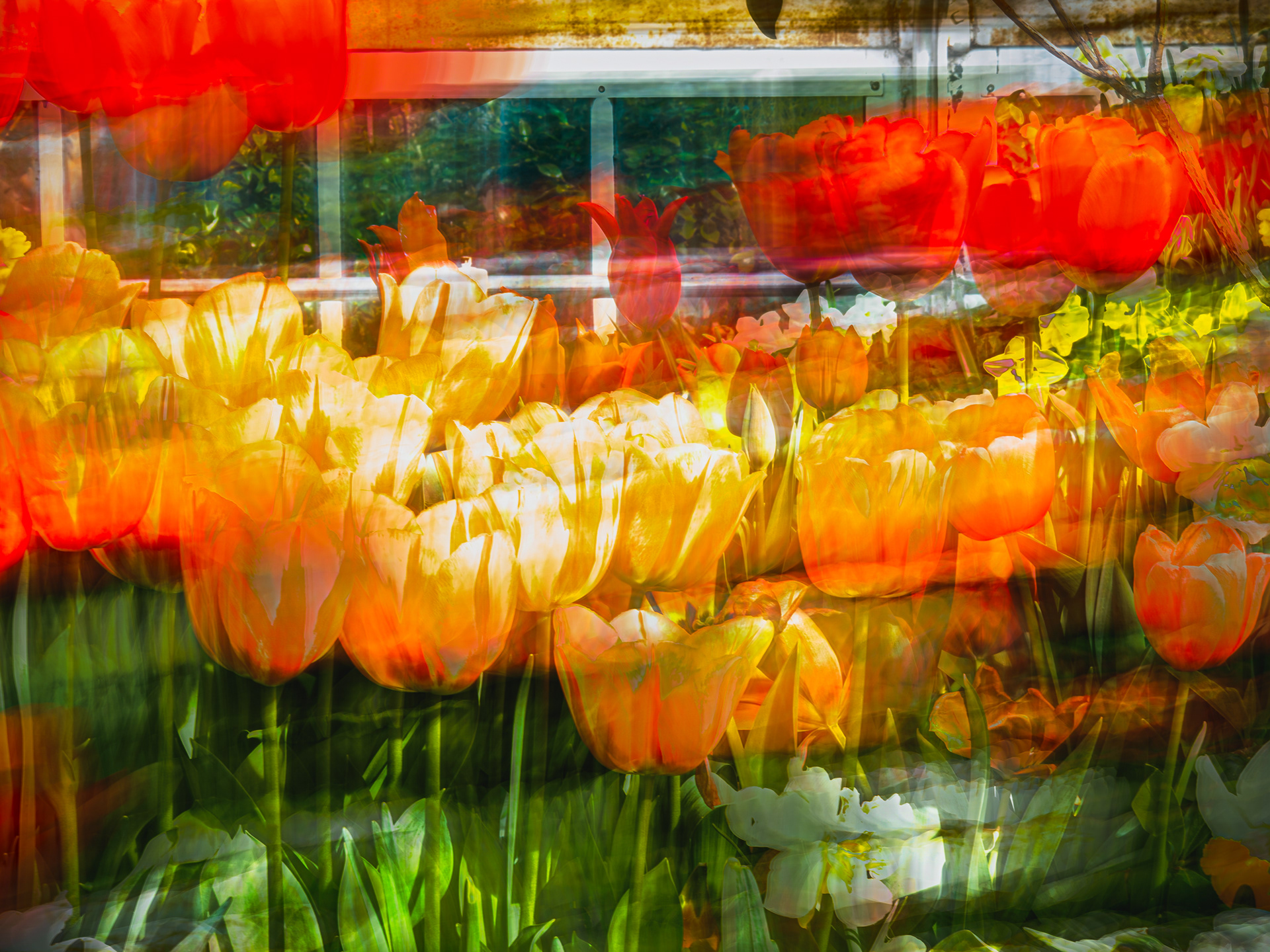 bulb show 2026