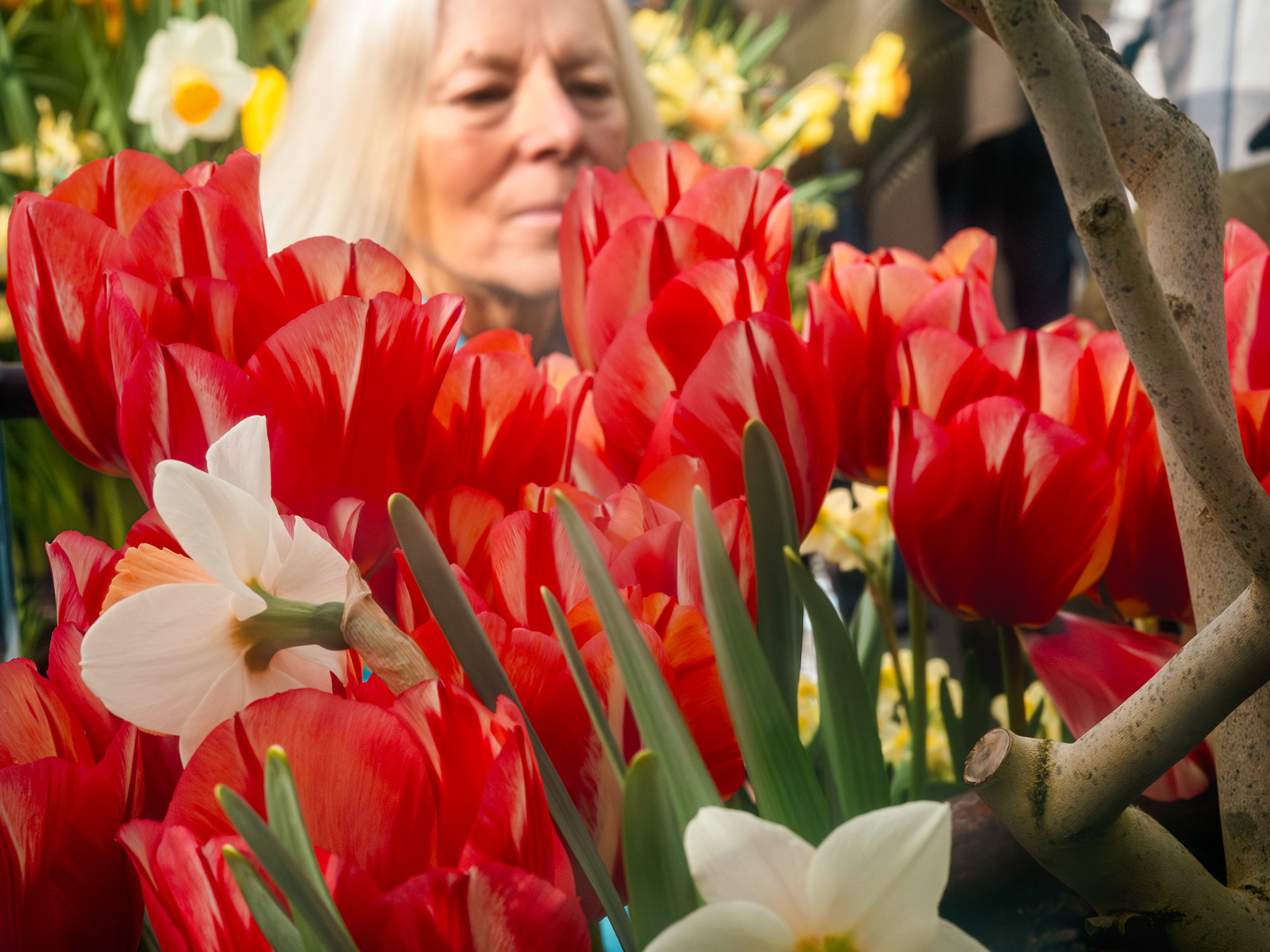 bulb show 2026