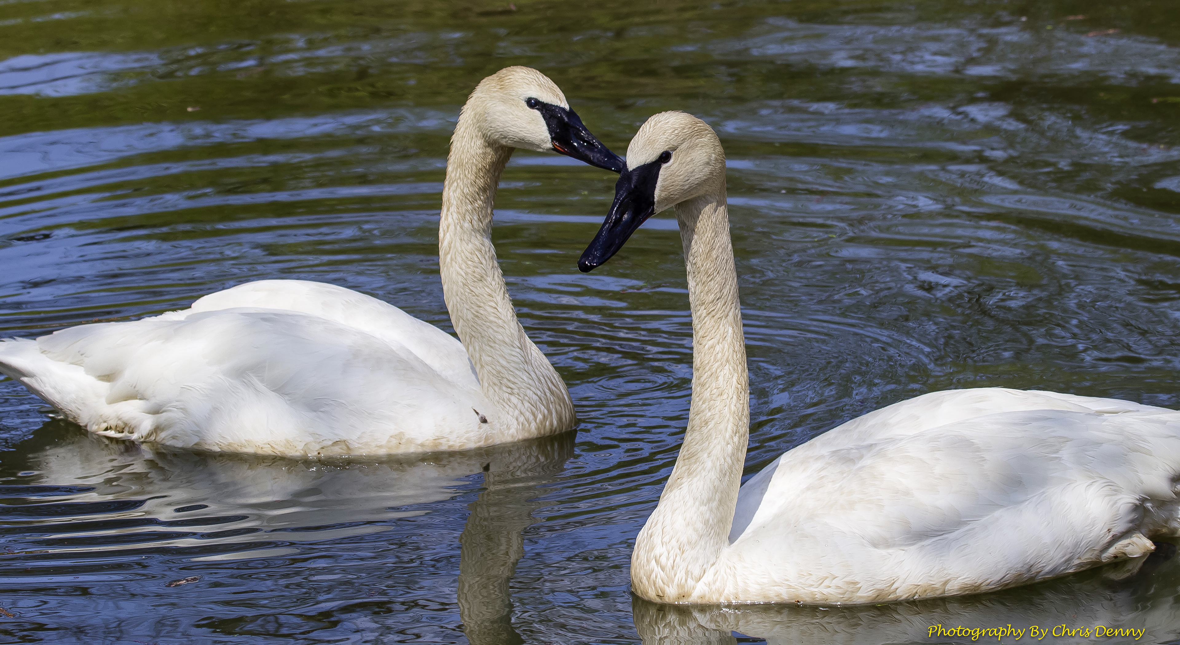 Trumpeter Swans