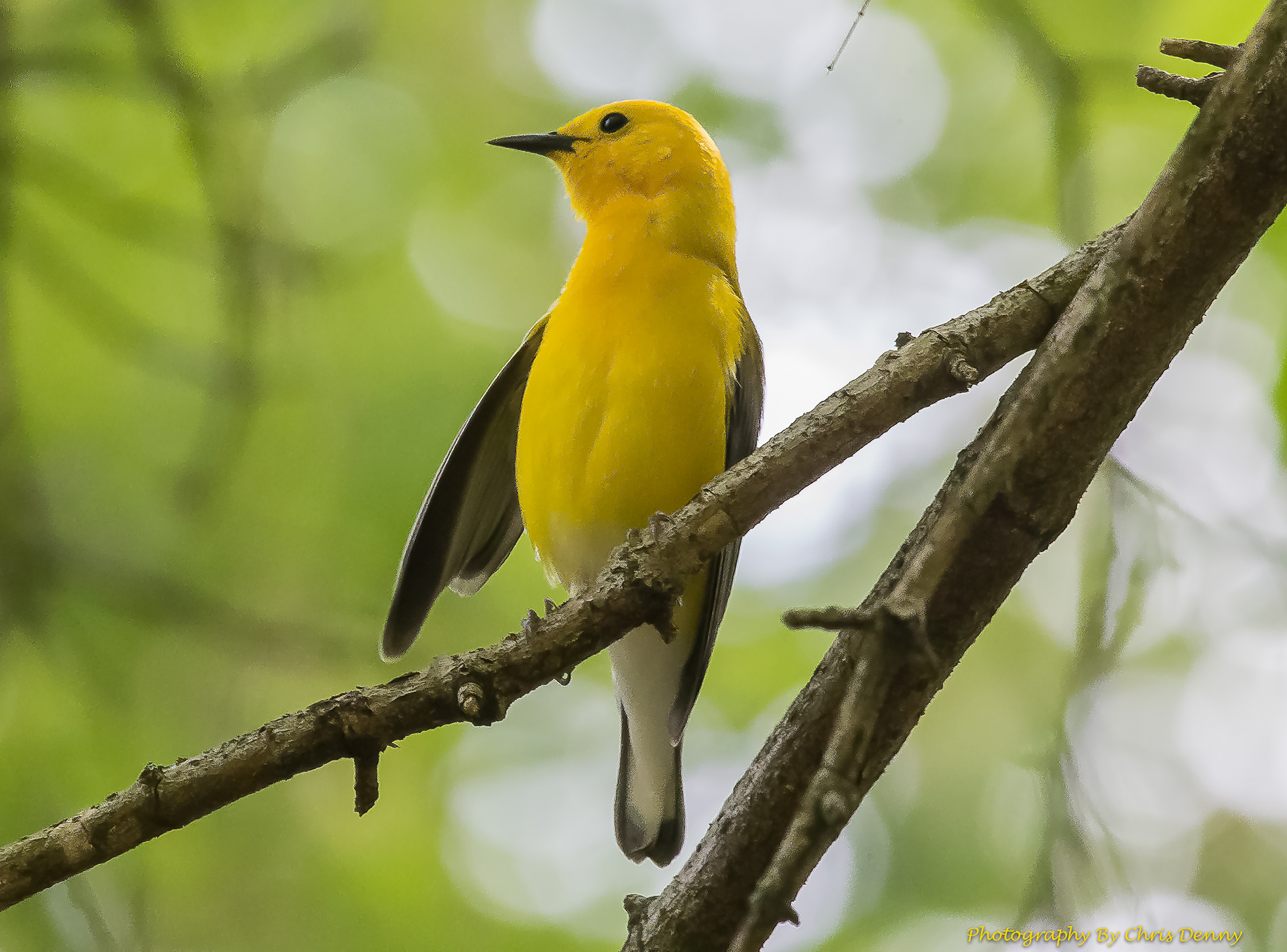 Prothonotary Warbler