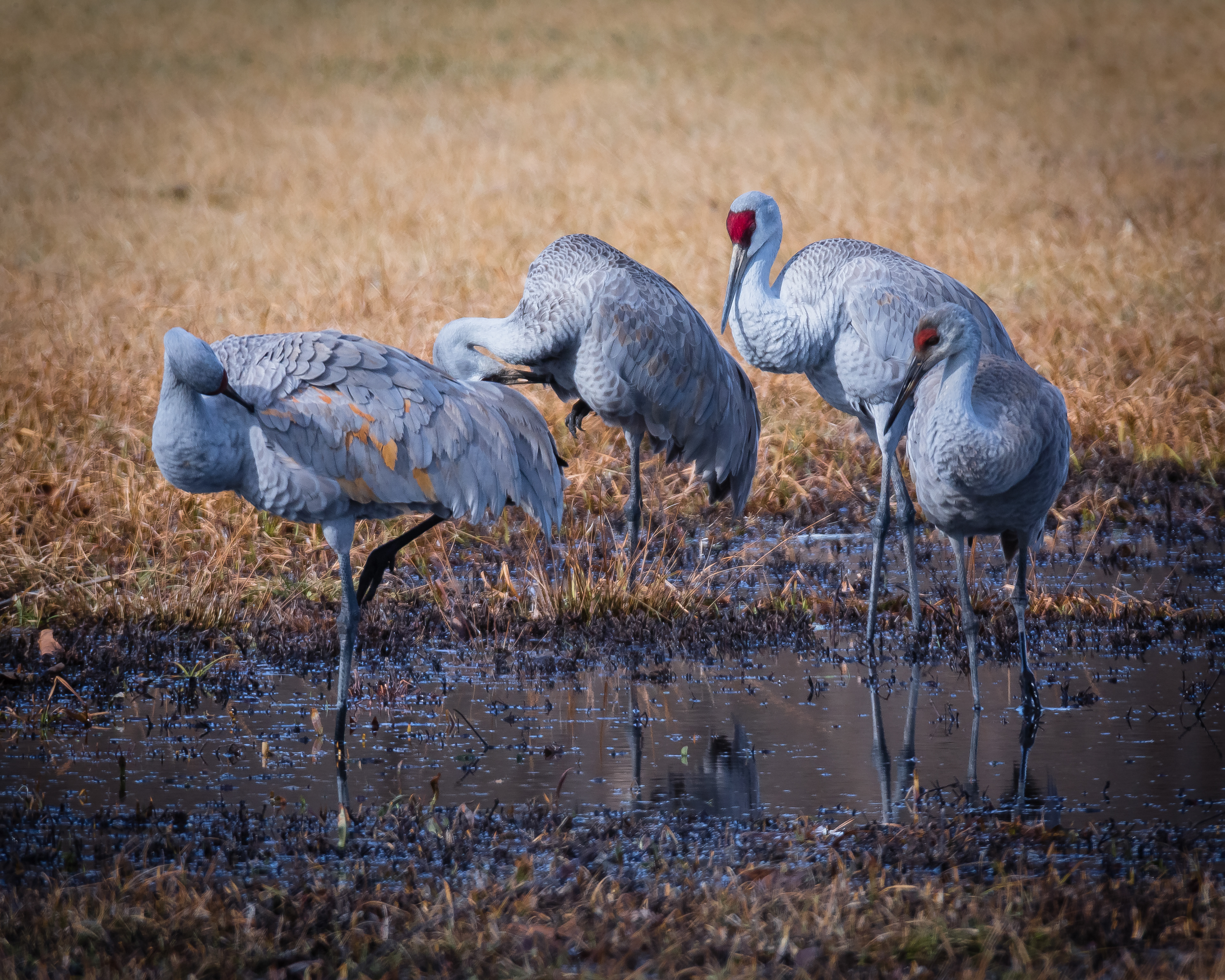 Sandhill Cranes