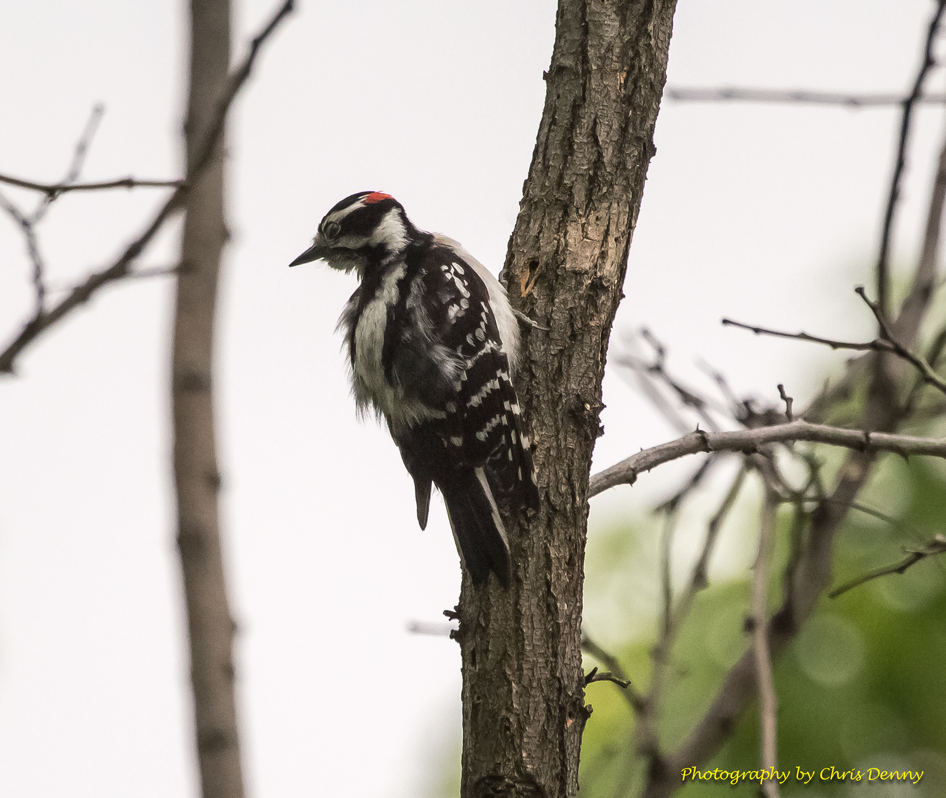 Male Downy Woodpecker