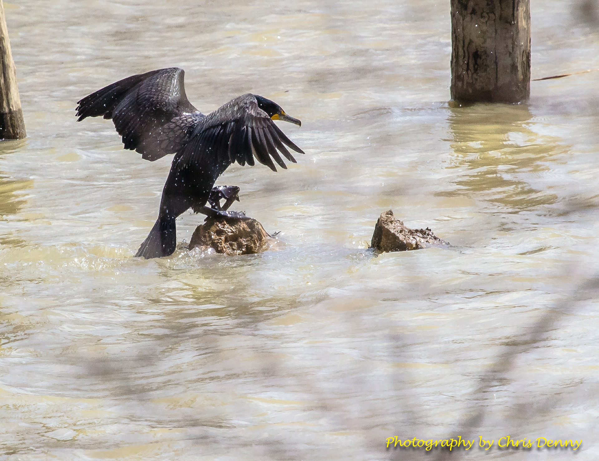 Double-crested Cormorant