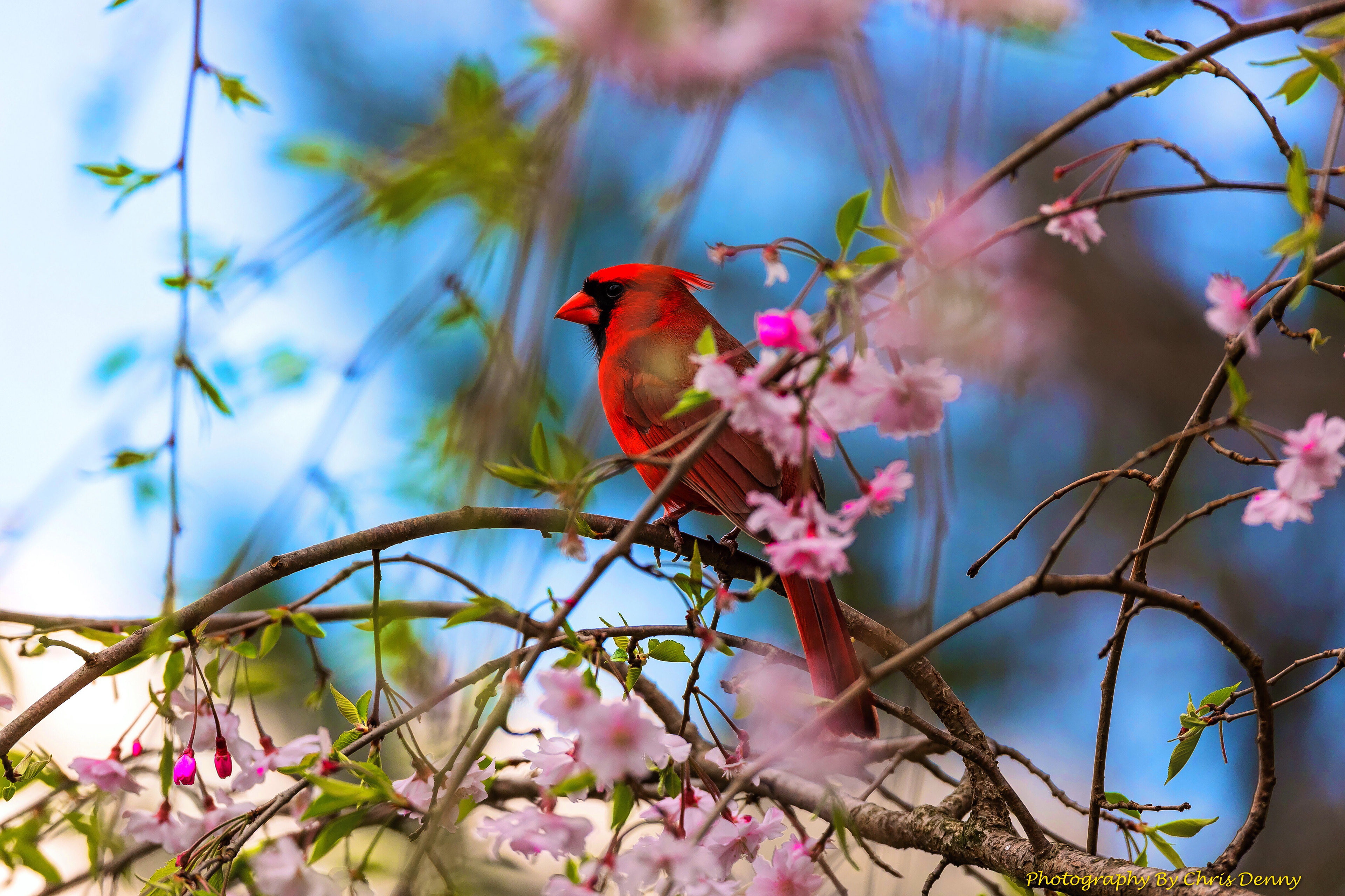 Northern Cardinal