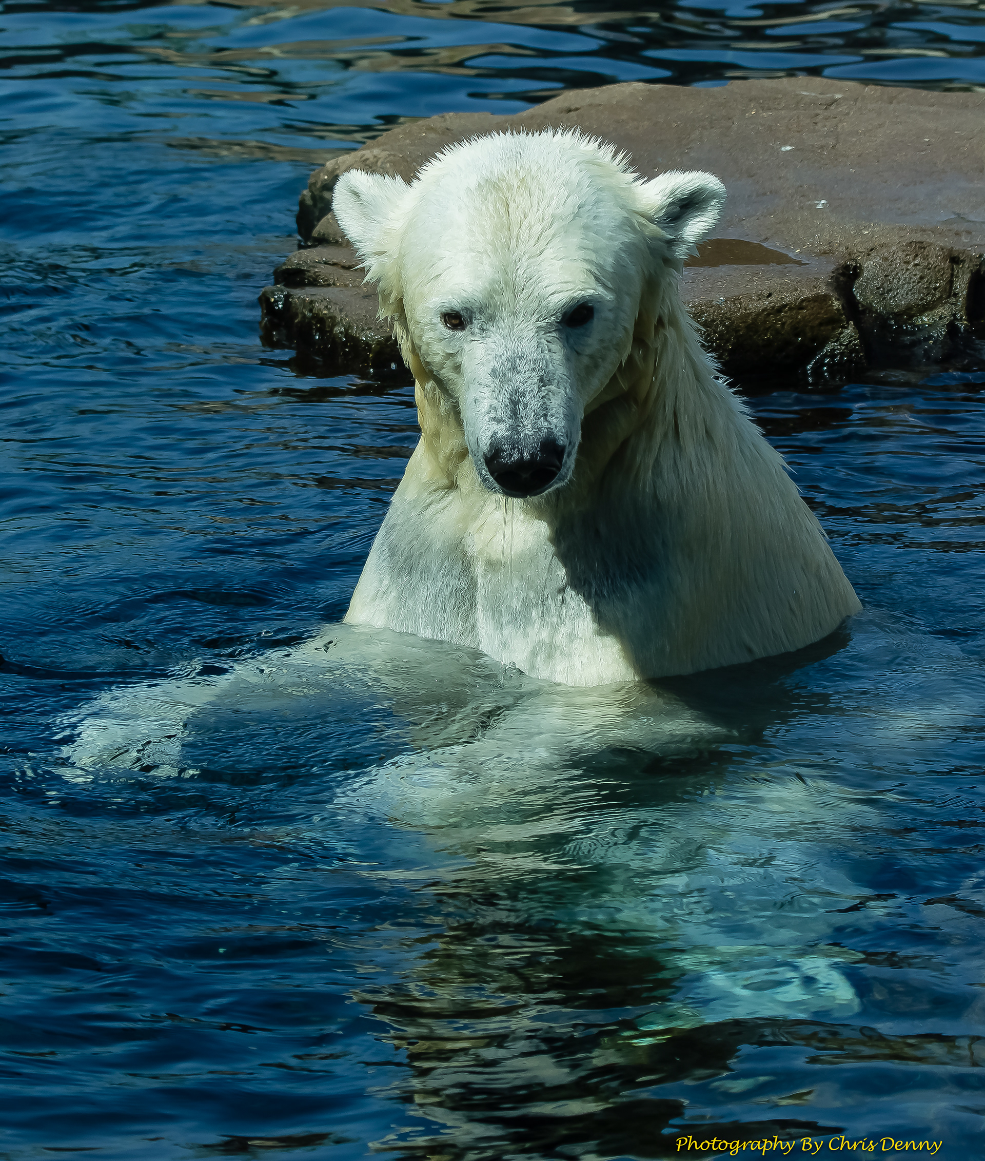 Polar Bear