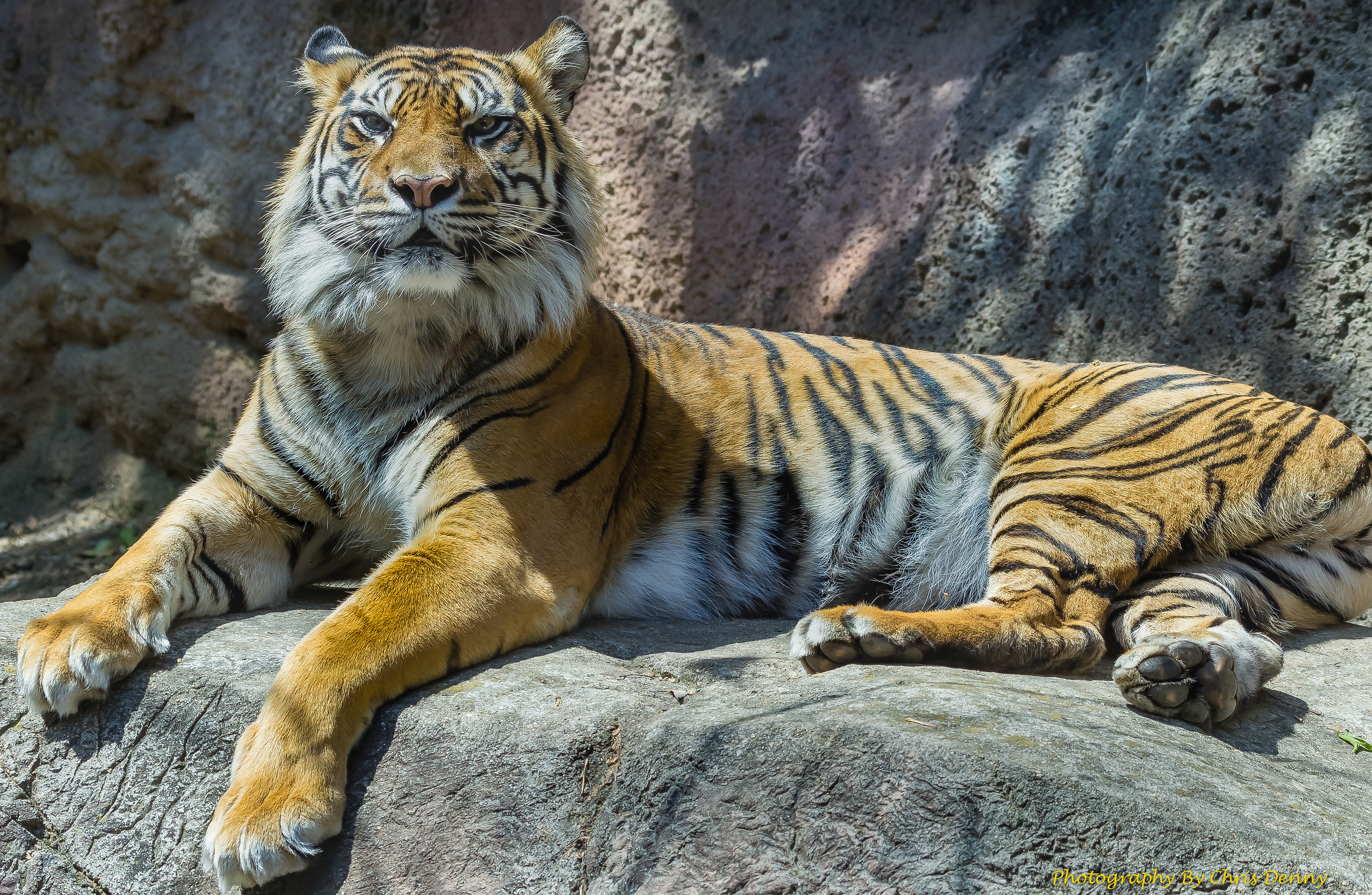 Sumatran Tiger