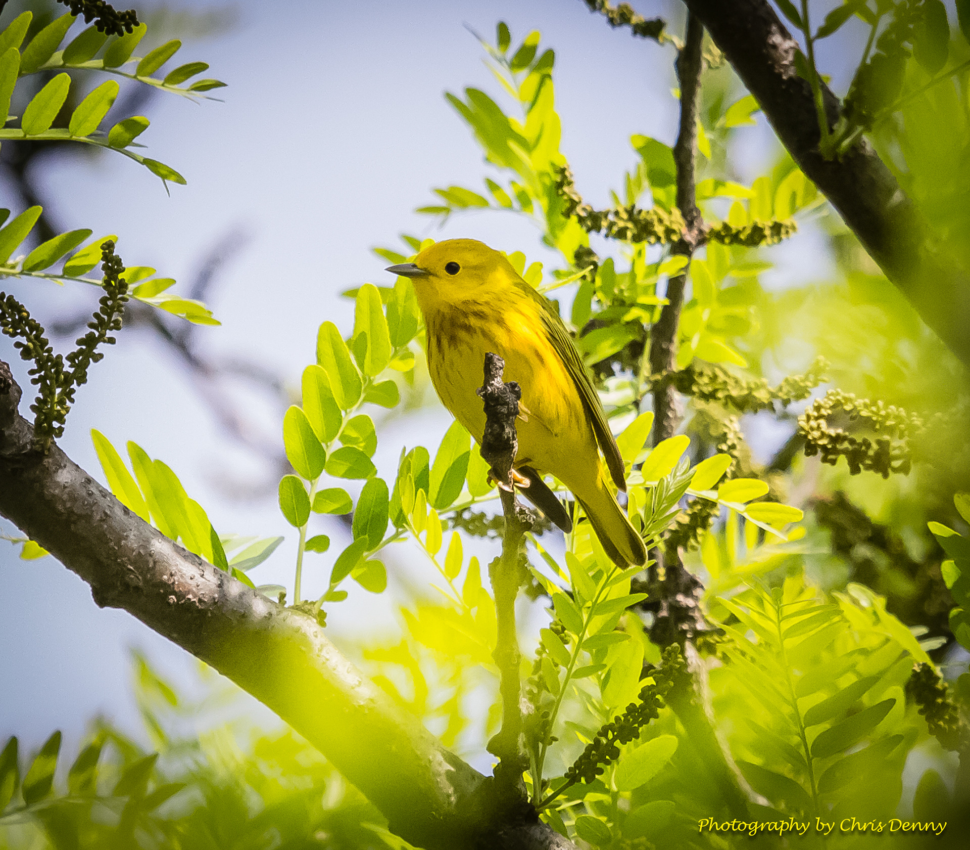 Yellow Warbler